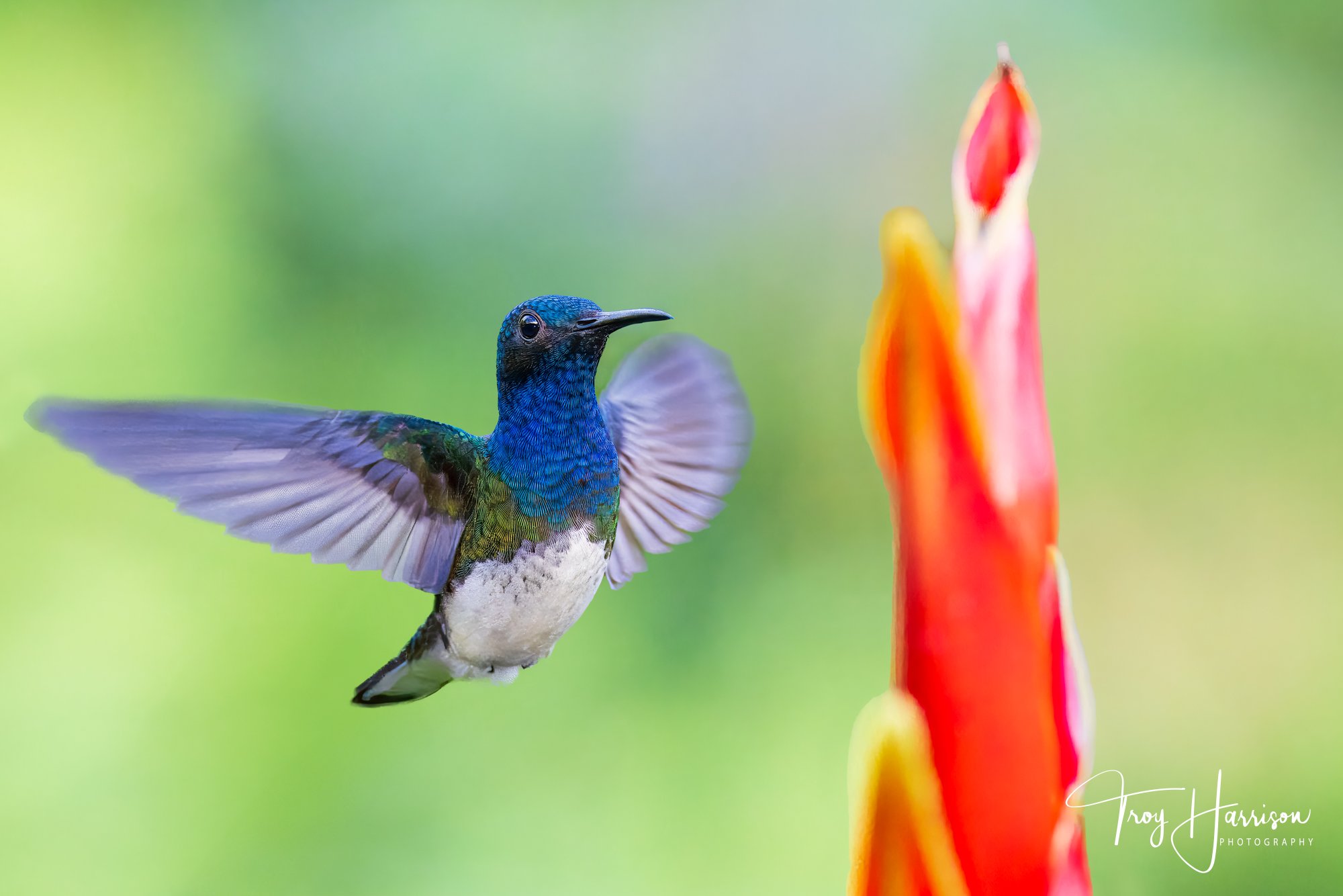 1 - Hummingbird, Costa Rica 2024, img 8585.jpg
