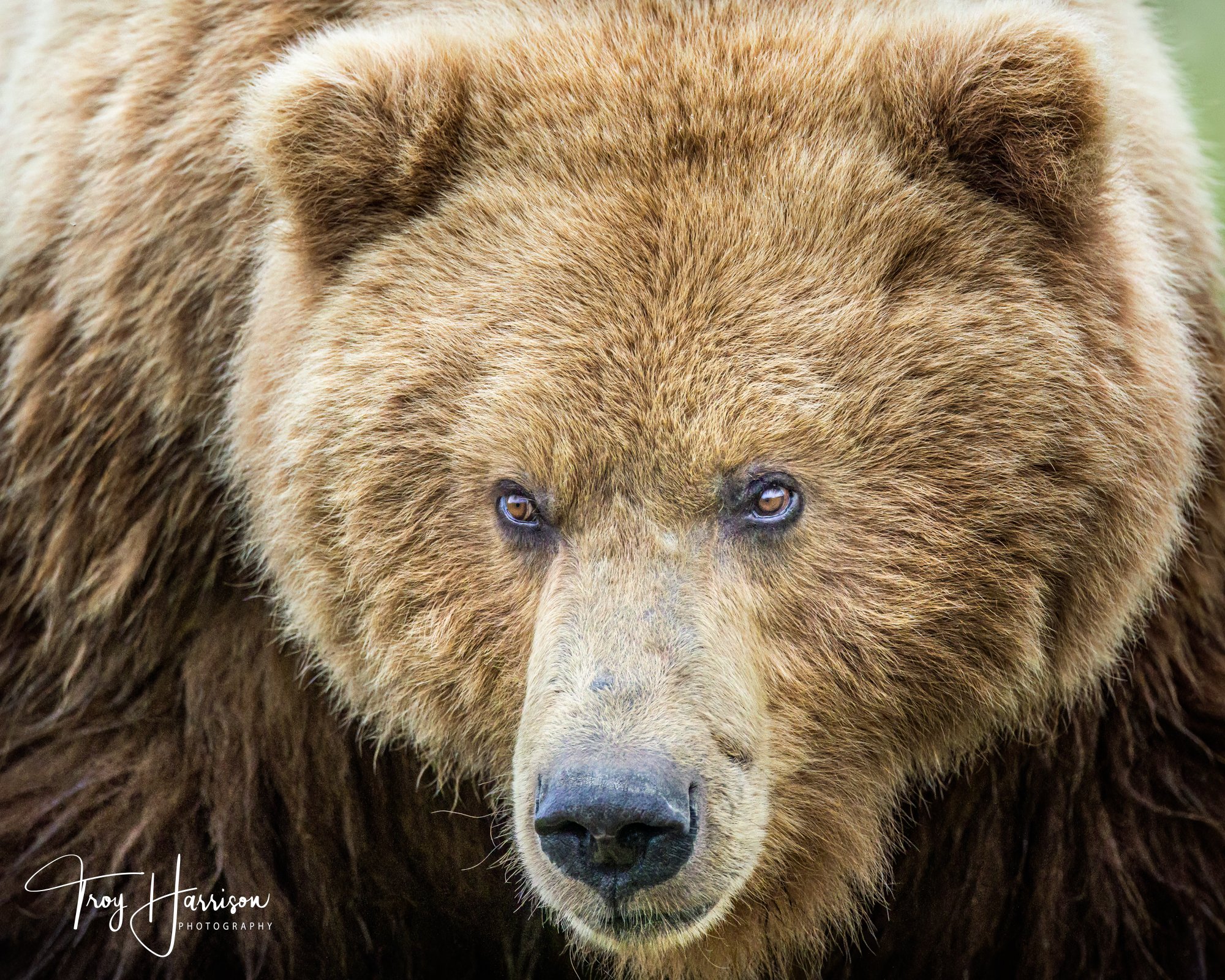 1 - Brown Bears, Alaska 2022, img 5466.jpg
