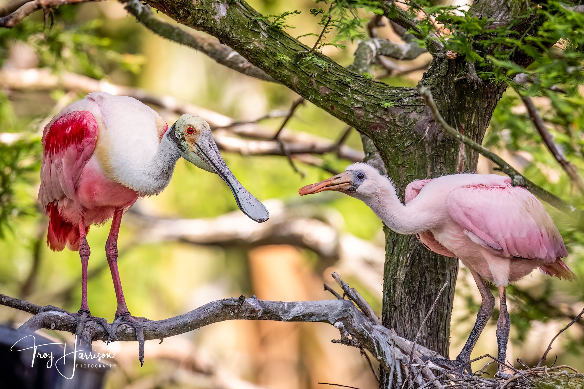 1 - Roseate Spoonbills, Everglades, May 2019, img 3471.jpg