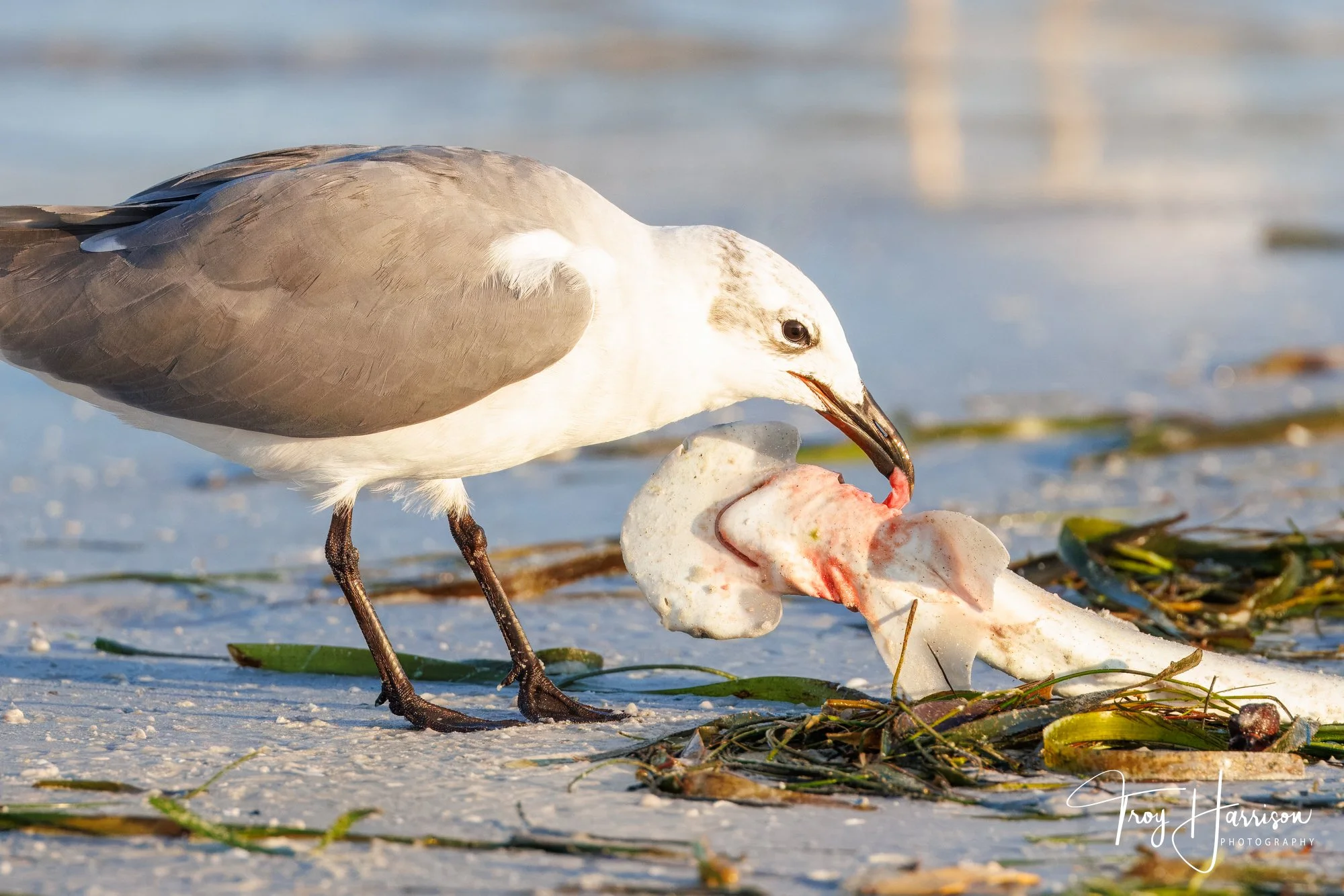 1 - Laughing Gull & Hammerhead Shark, Everglades, Sept. 2024, img 5194.jpg