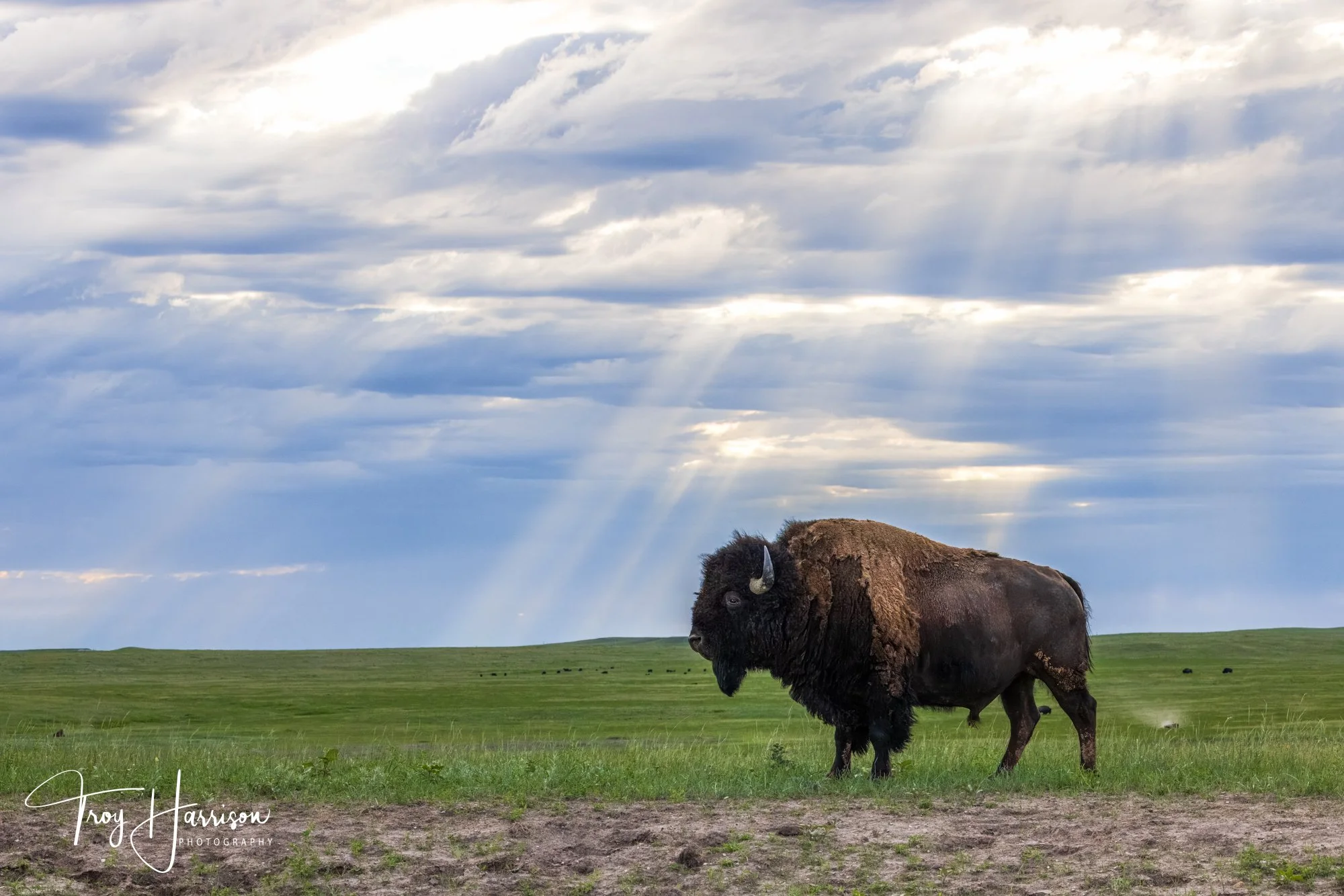 1 - Bison, Badlands 2024, img 9801.jpg