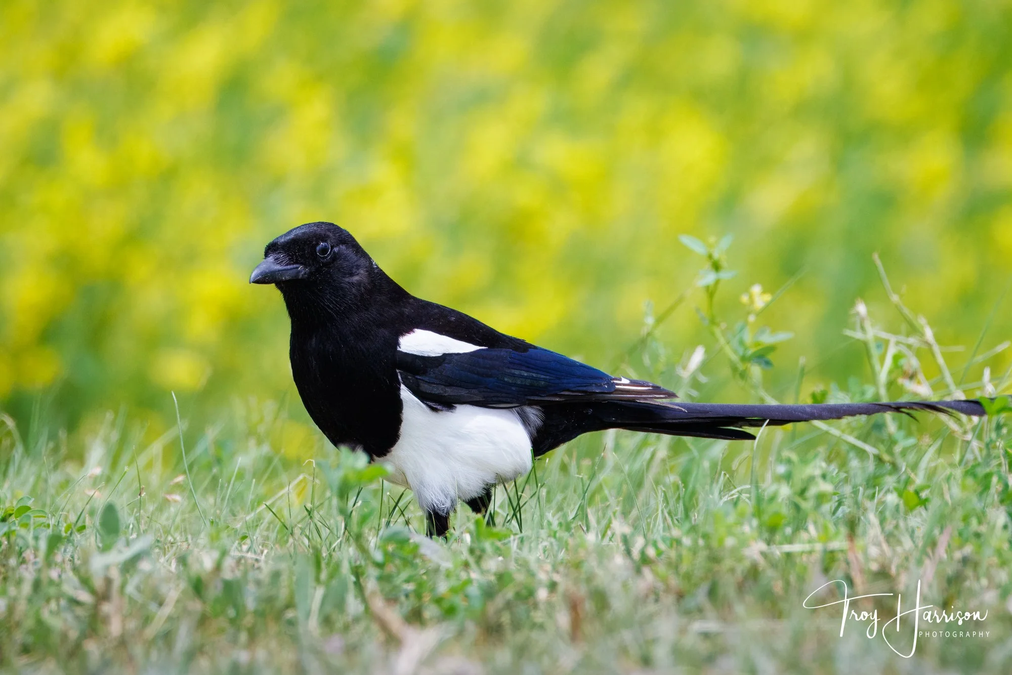 1 - Magpie, Badlands 2024, img 9859.jpg