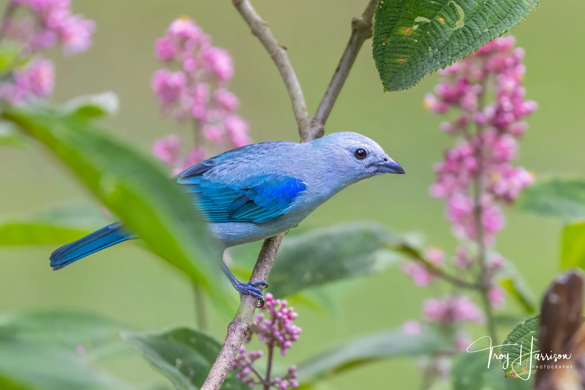 1 - Blue-Gray Tanager, Costa Rica, Birds 2022, img 5200.jpg