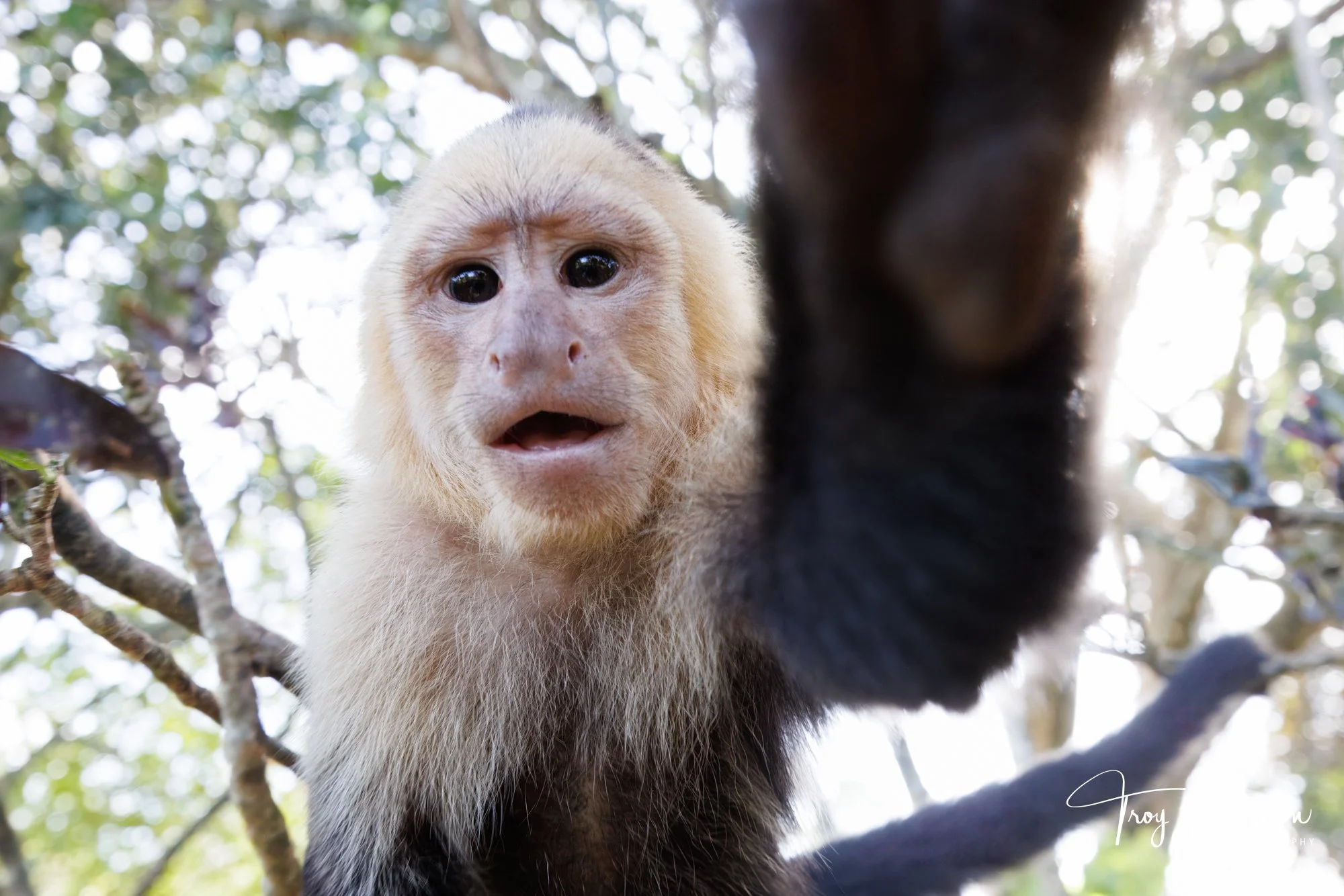 1 - Capuchin Monkey, Costa Rica 2024, img 600 (657).jpg