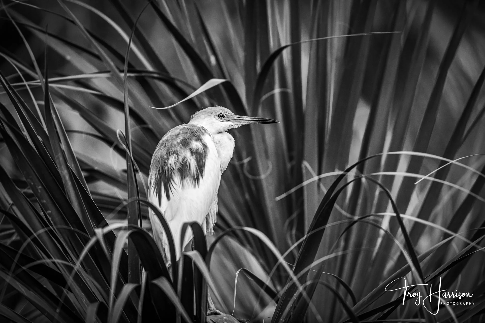 1 - Little Blue Heron, Everglades, May 2019, img 4013.jpg