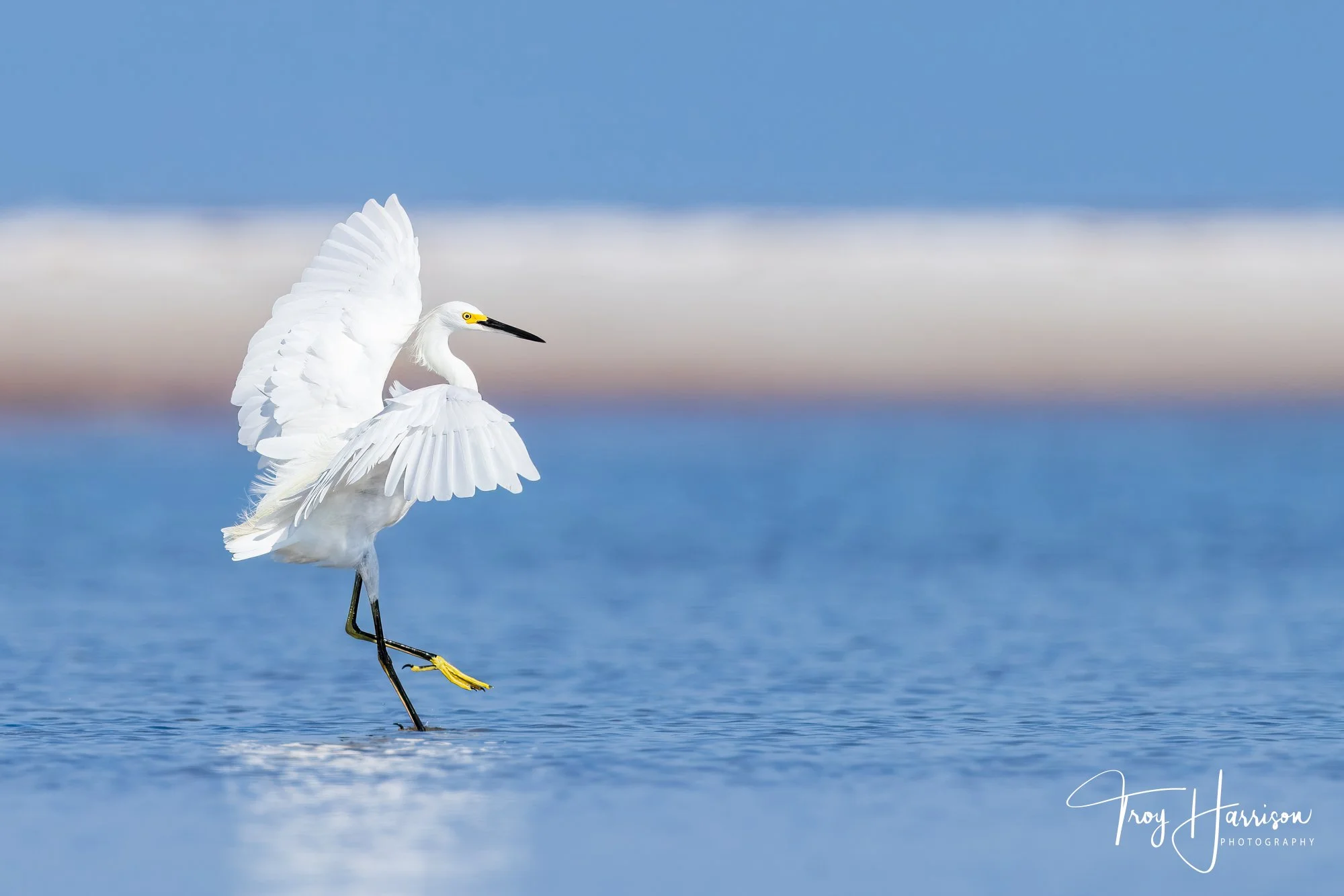 1 - Snowy Egret, Everglades, Sept. 2024, img 600 (690).jpg