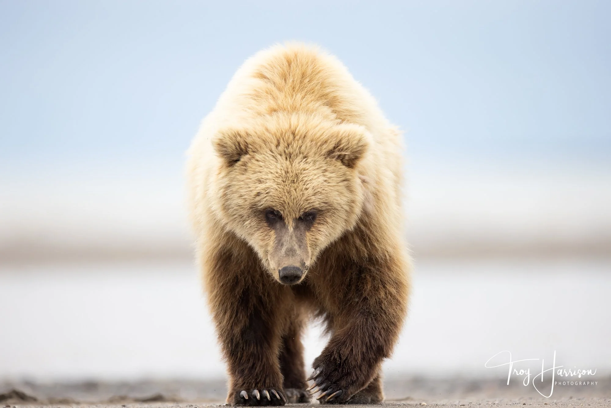 1 - Brown Bears, Alaska 2022, img 3660.jpg