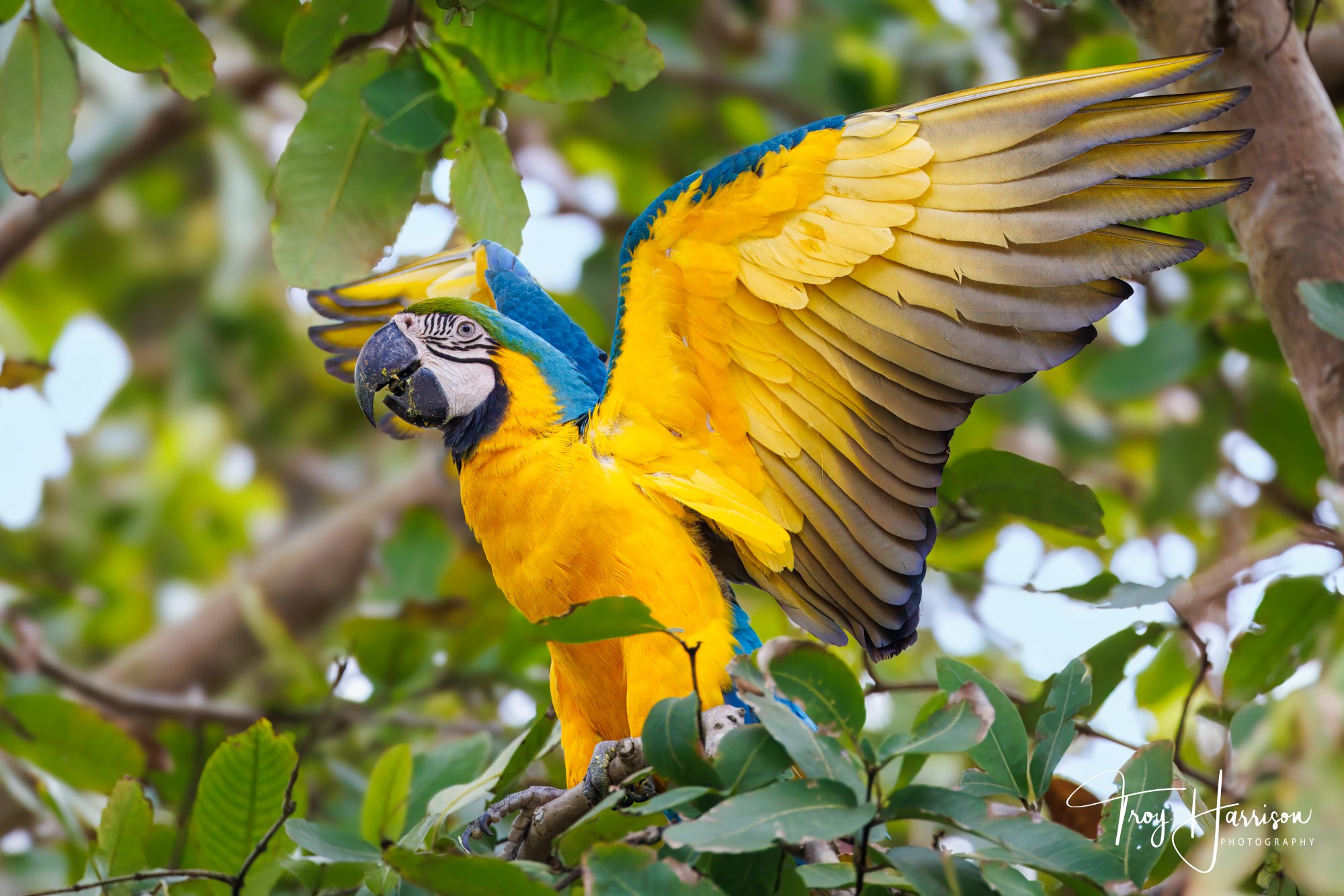 1 - Blue and Yellow Macaw, Florida Feb. 2024, img 1610.jpg