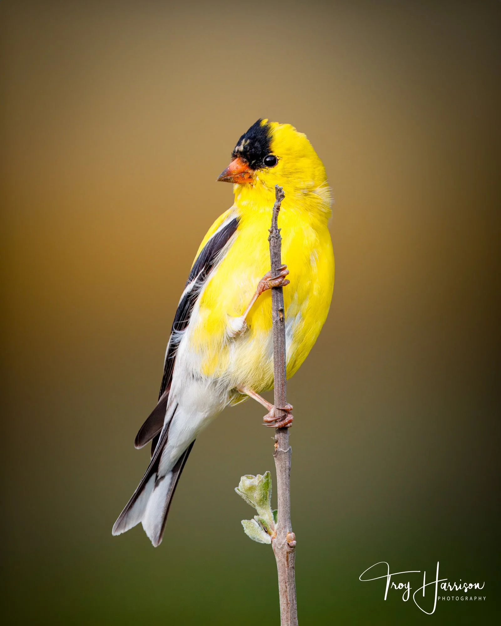 1 - Goldfinch, Backyard Birds, April 2024, img 5130.jpg