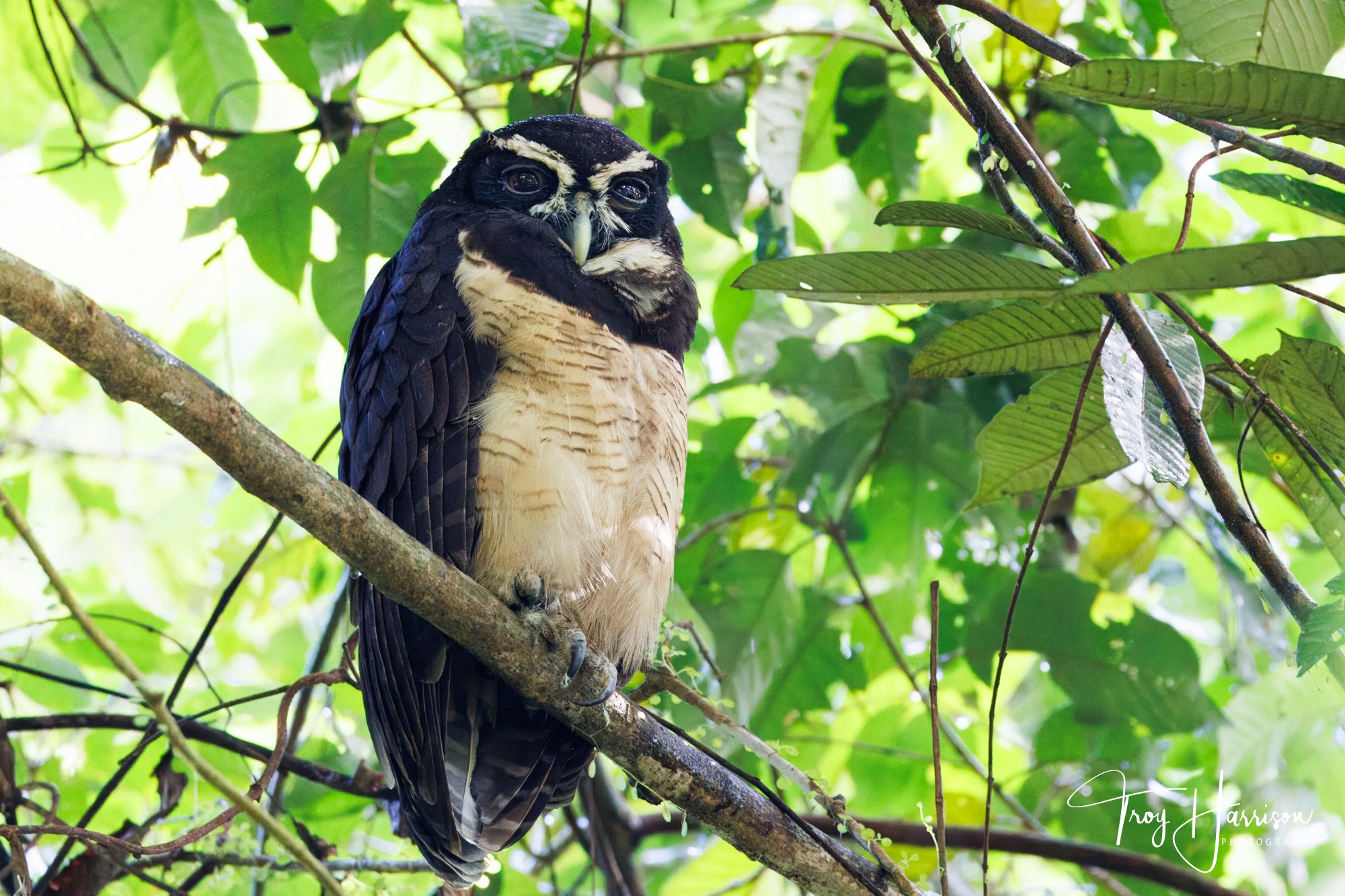 1 - Spectacled Owl, Costa Rica 2024, img 1549.jpg