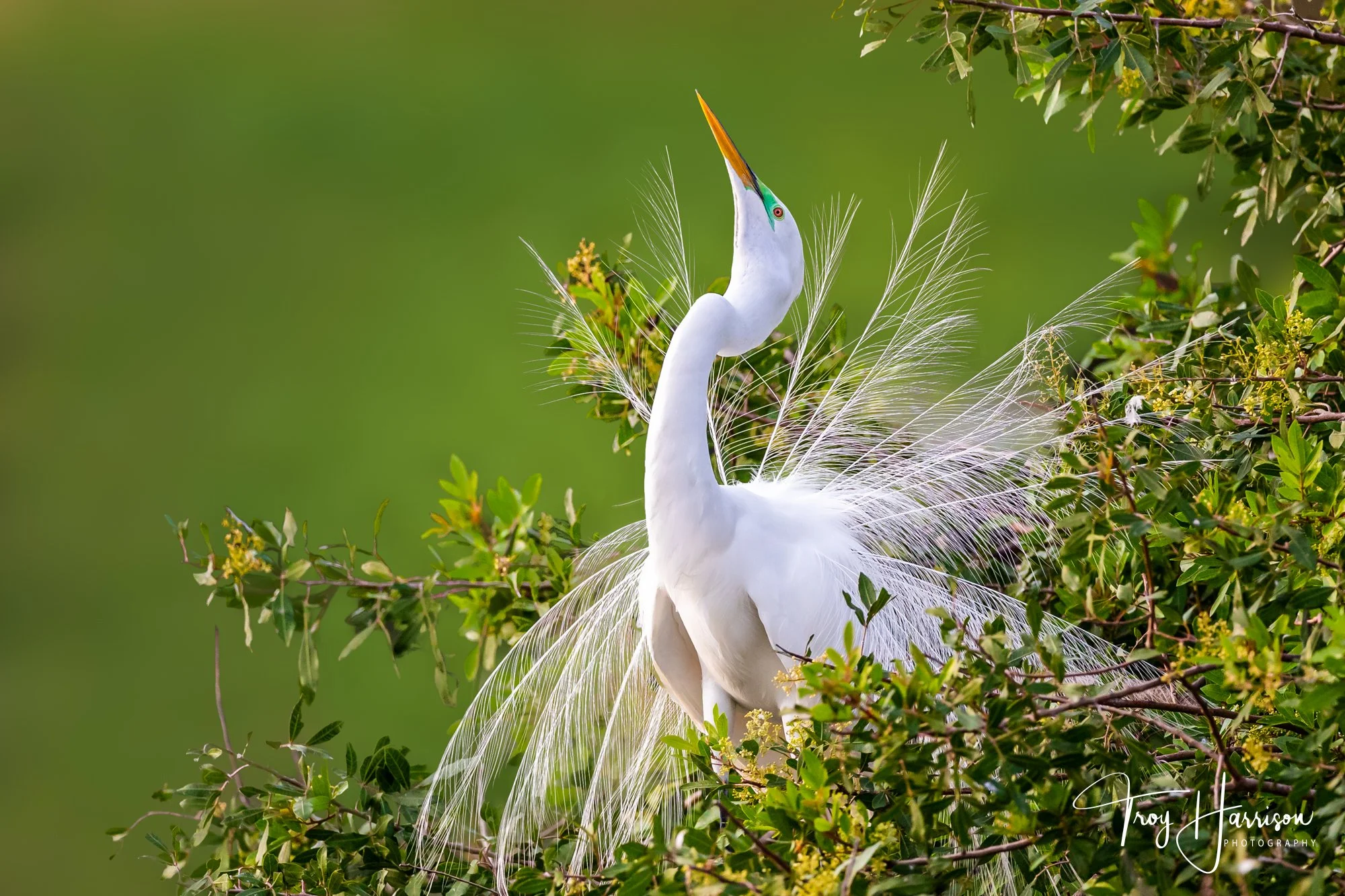 1 - Great Egret, Everglades, Jan. 2020, img 2219.jpg
