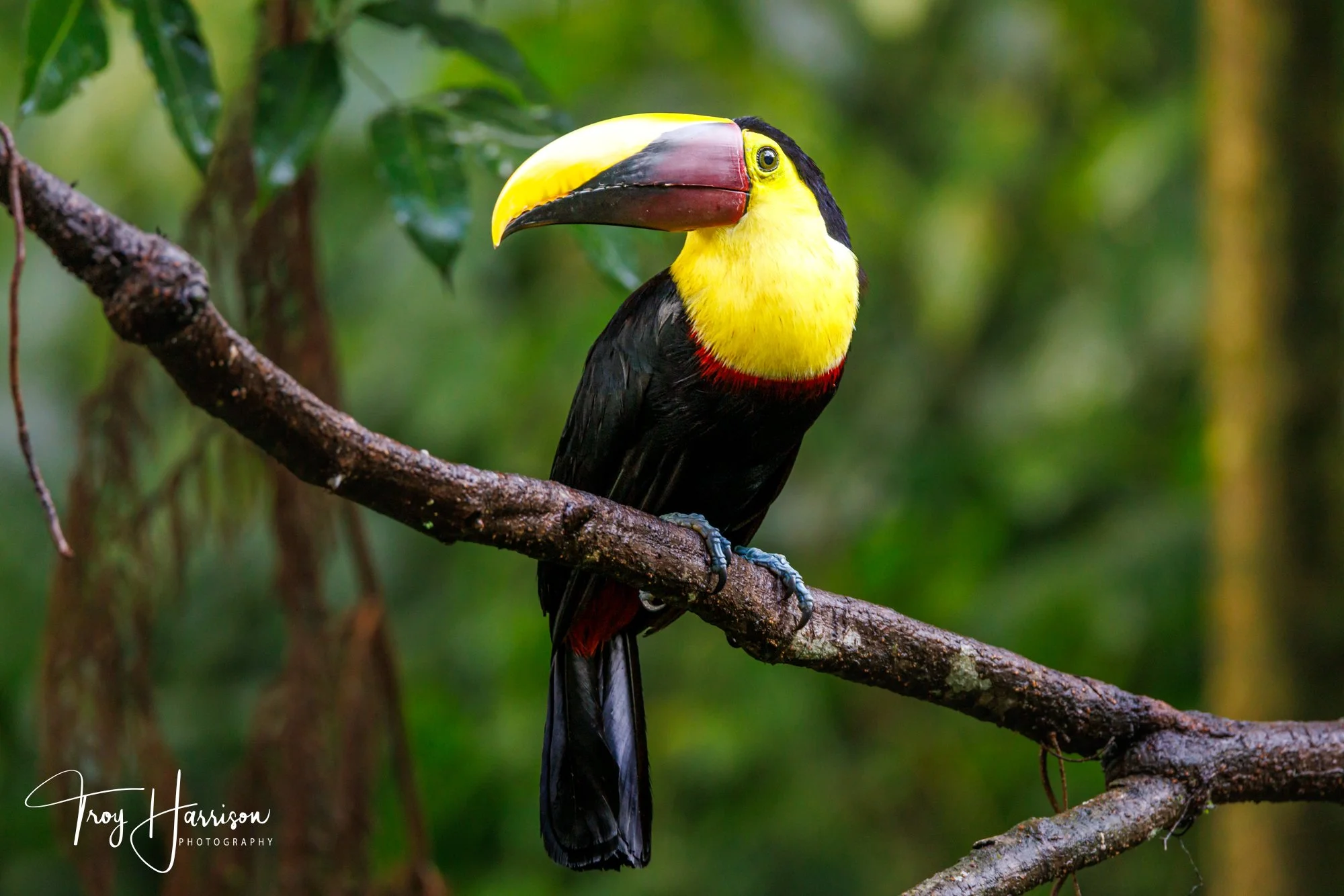 1 - Yellow-Throated Toucan, Costa Rica 2024, img 0721.jpg