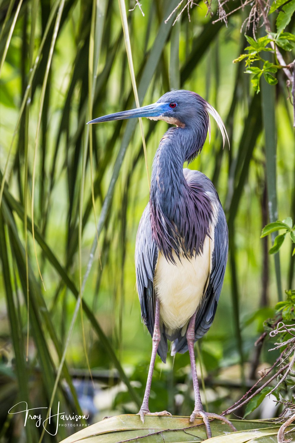 1 - Tricolored Heron, Everglades, April 2019, img 1944.jpg