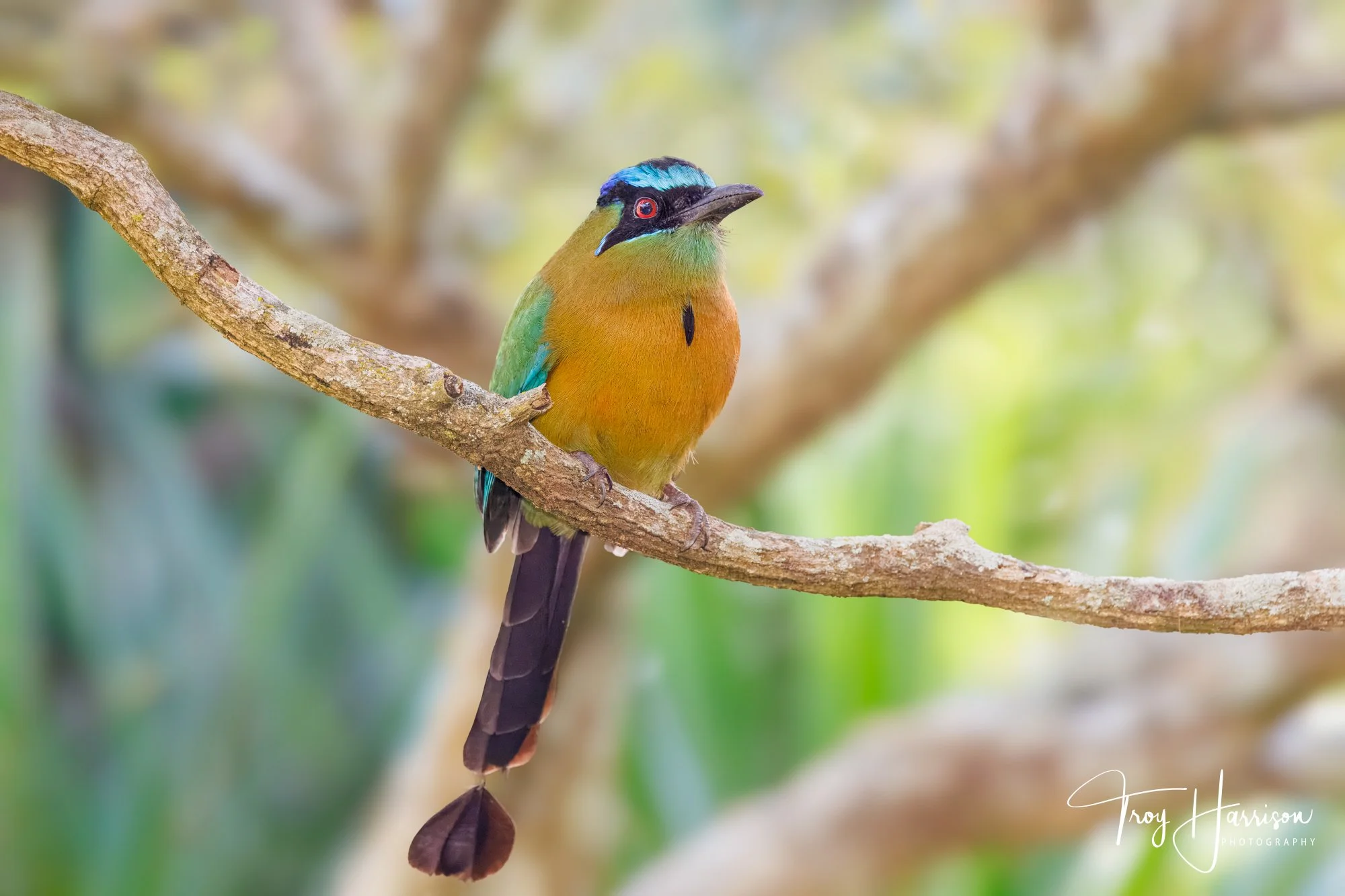 1 - Lesson's Motmot, Costa Rica 2024, img 2392.jpg