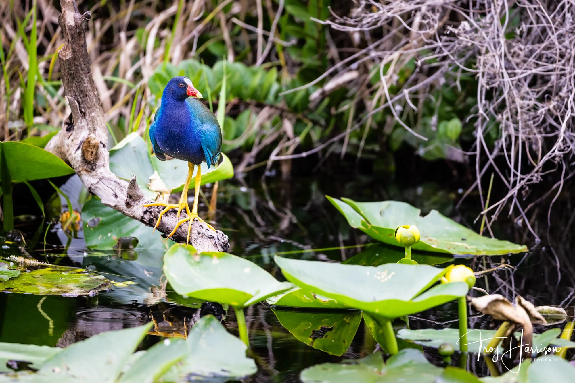 1 - Purple Gallinule, Everglades, Jan. II 2022, img 1787.jpg