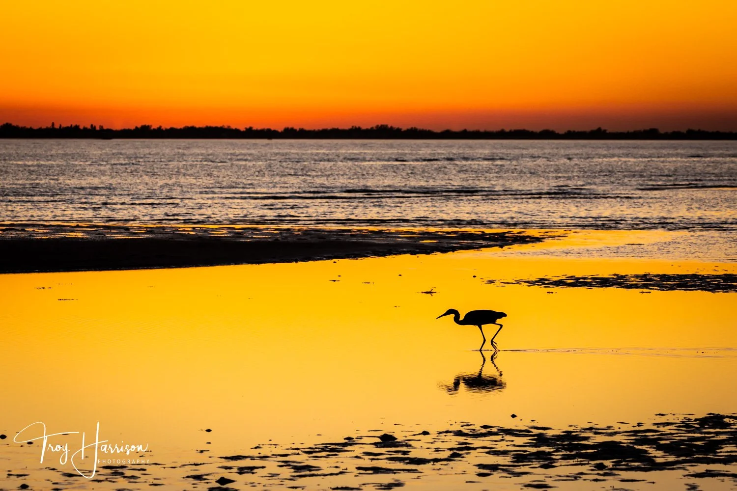 1 - Reddish Egret, Everglades, Jan. 2019, img 9197.jpg