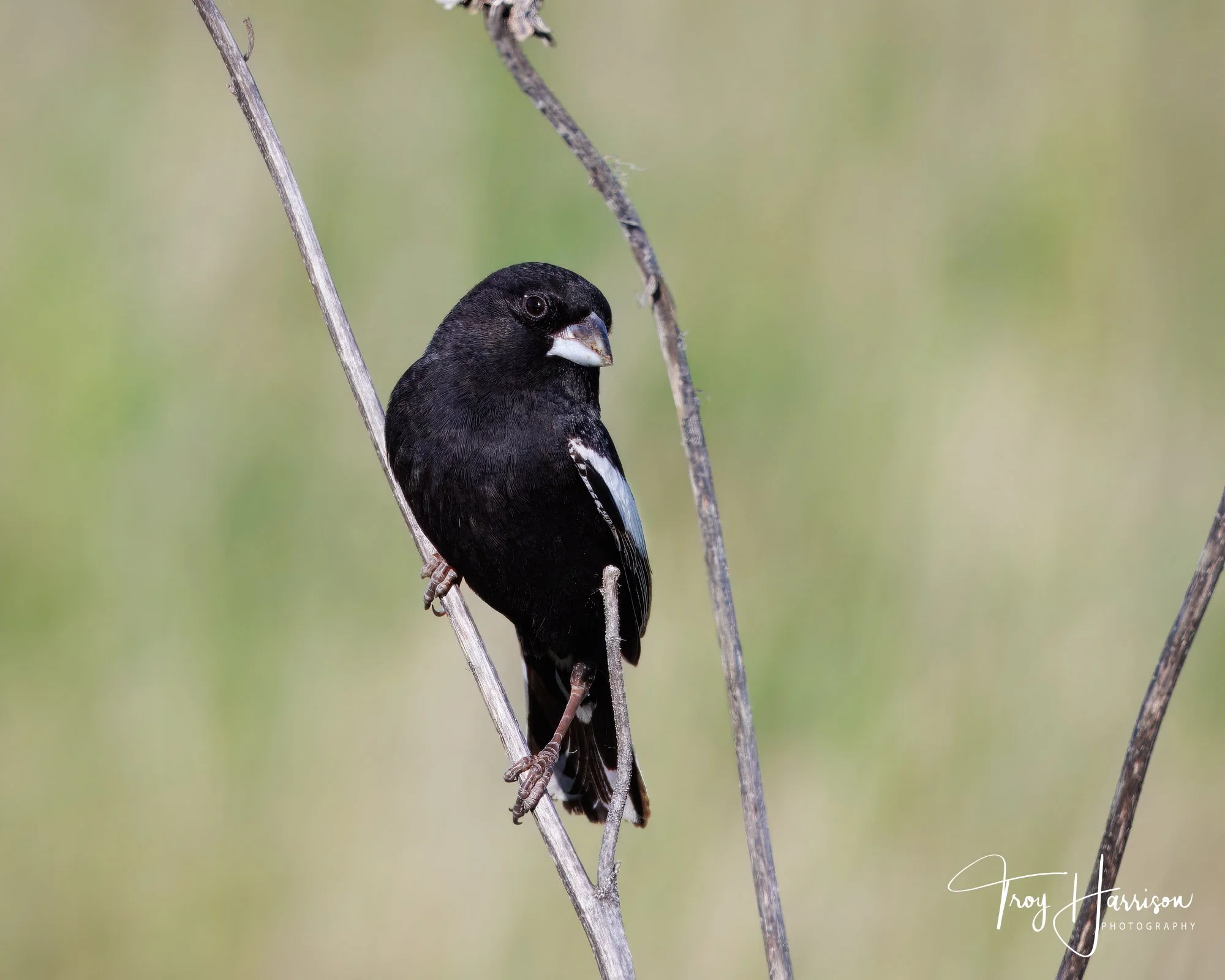 1 - Lark Bunting, Badlands 2024, img 9364.jpg
