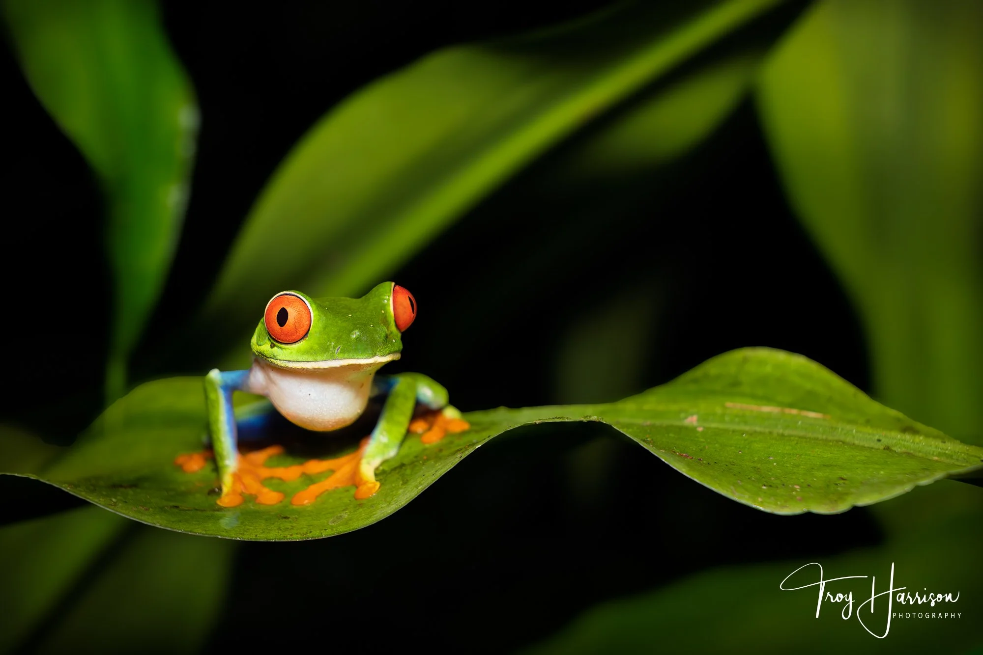 1 - Red Eyed Tree Frog, Costa Rica 2022, img 2858.jpg