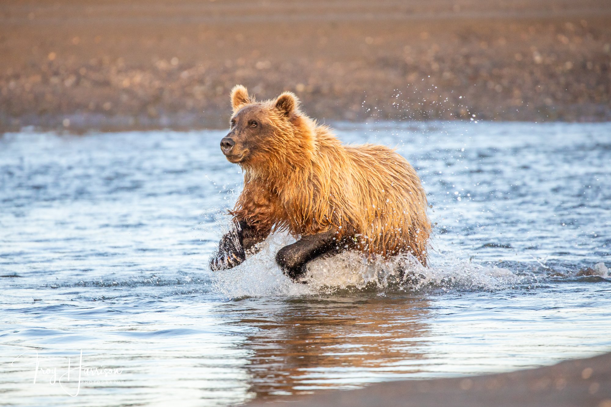 1 - Brown bear, Alaska 2021, img 8059.jpg