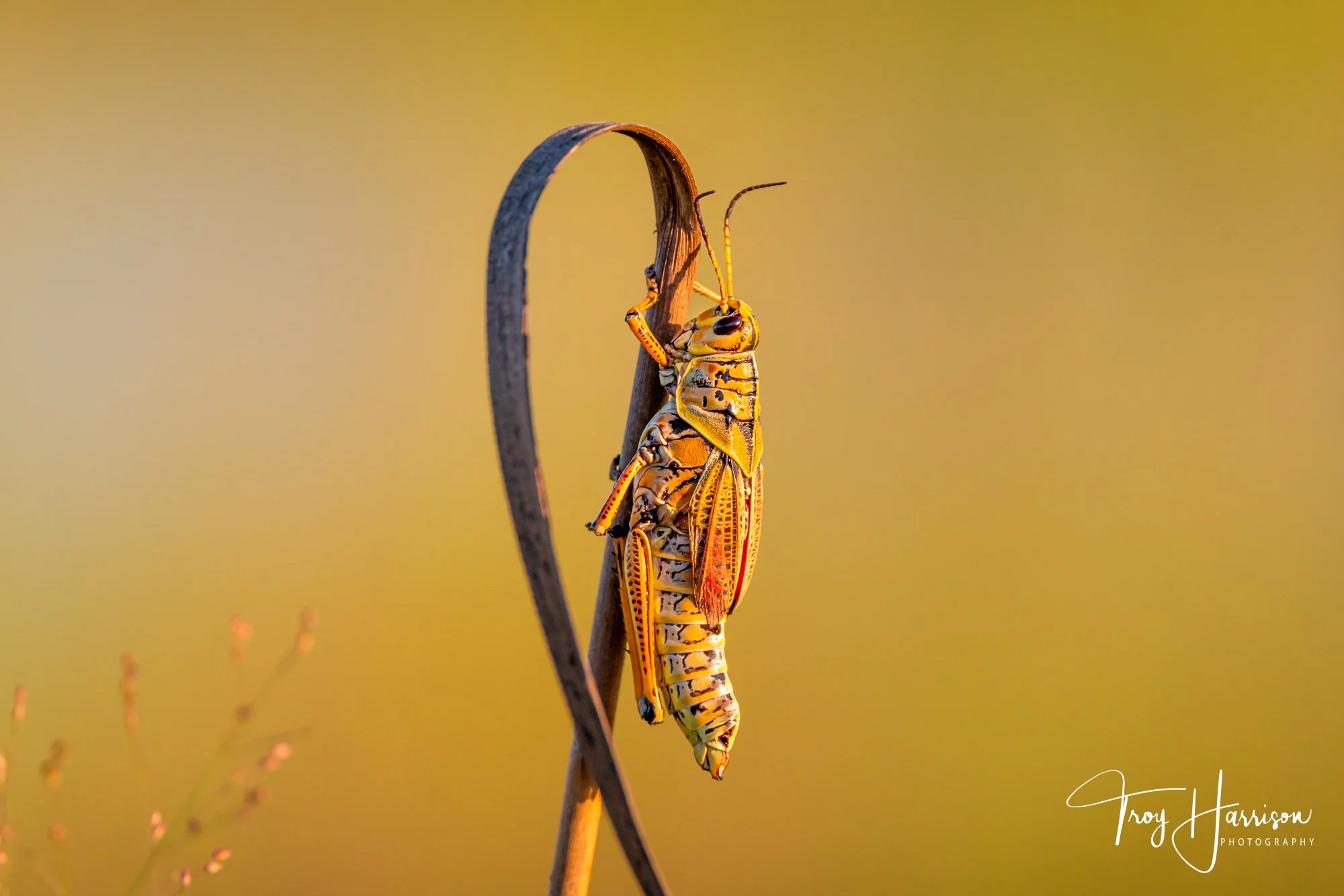 1 - Lubber Grasshopper, Everglades 2025, img 2775.jpg