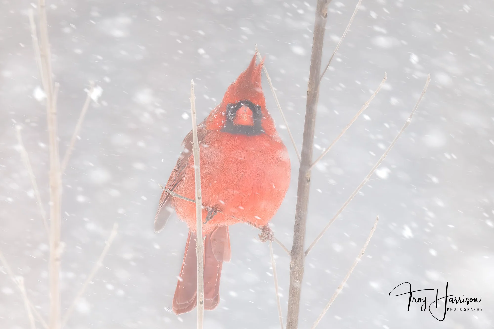 1 - Northern Cardinal, Backyard Birds, Jan. 2024, img 0538.jpg