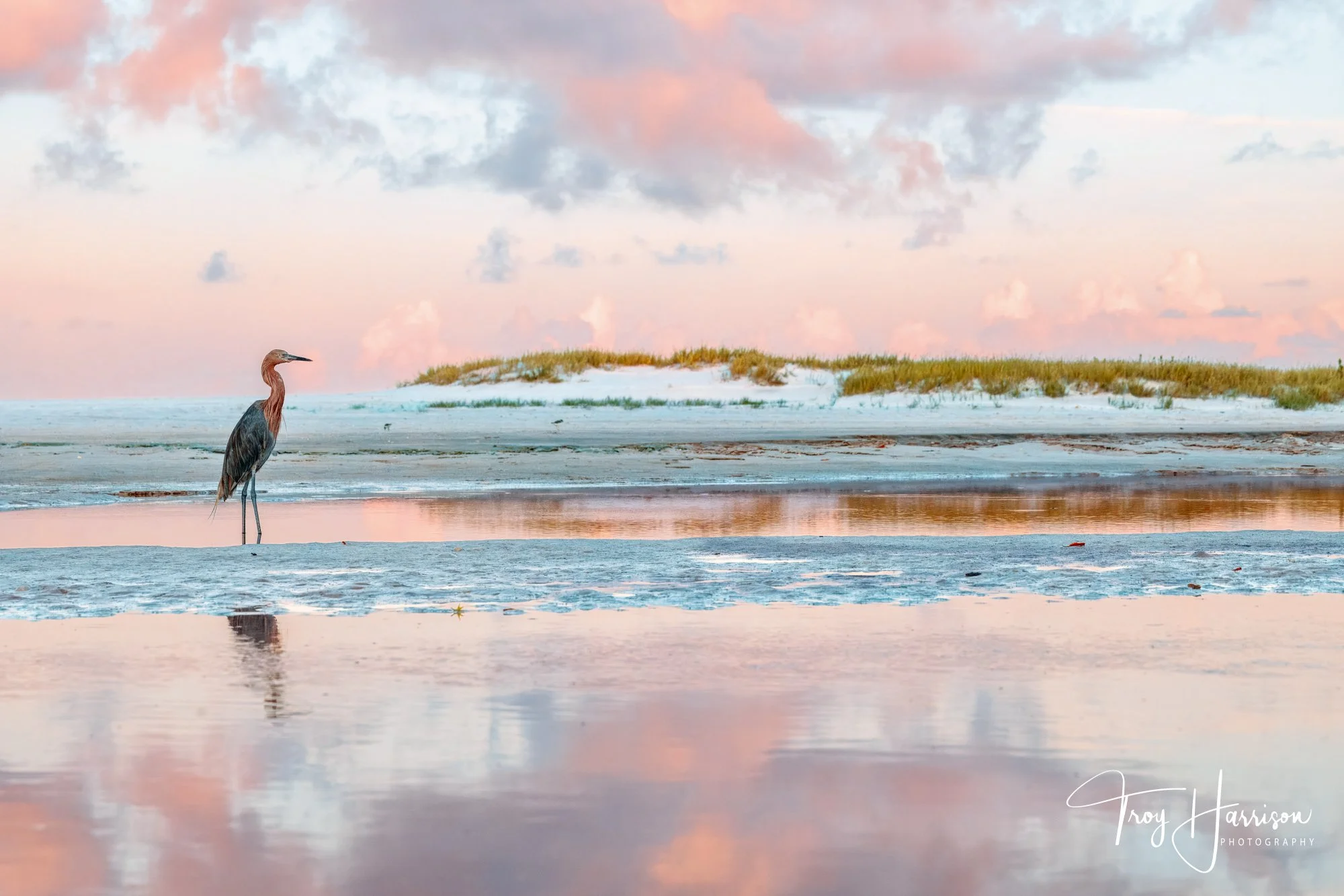 1 - Reddish Egret, Everglades, Aug. 2025, img 3715.jpg