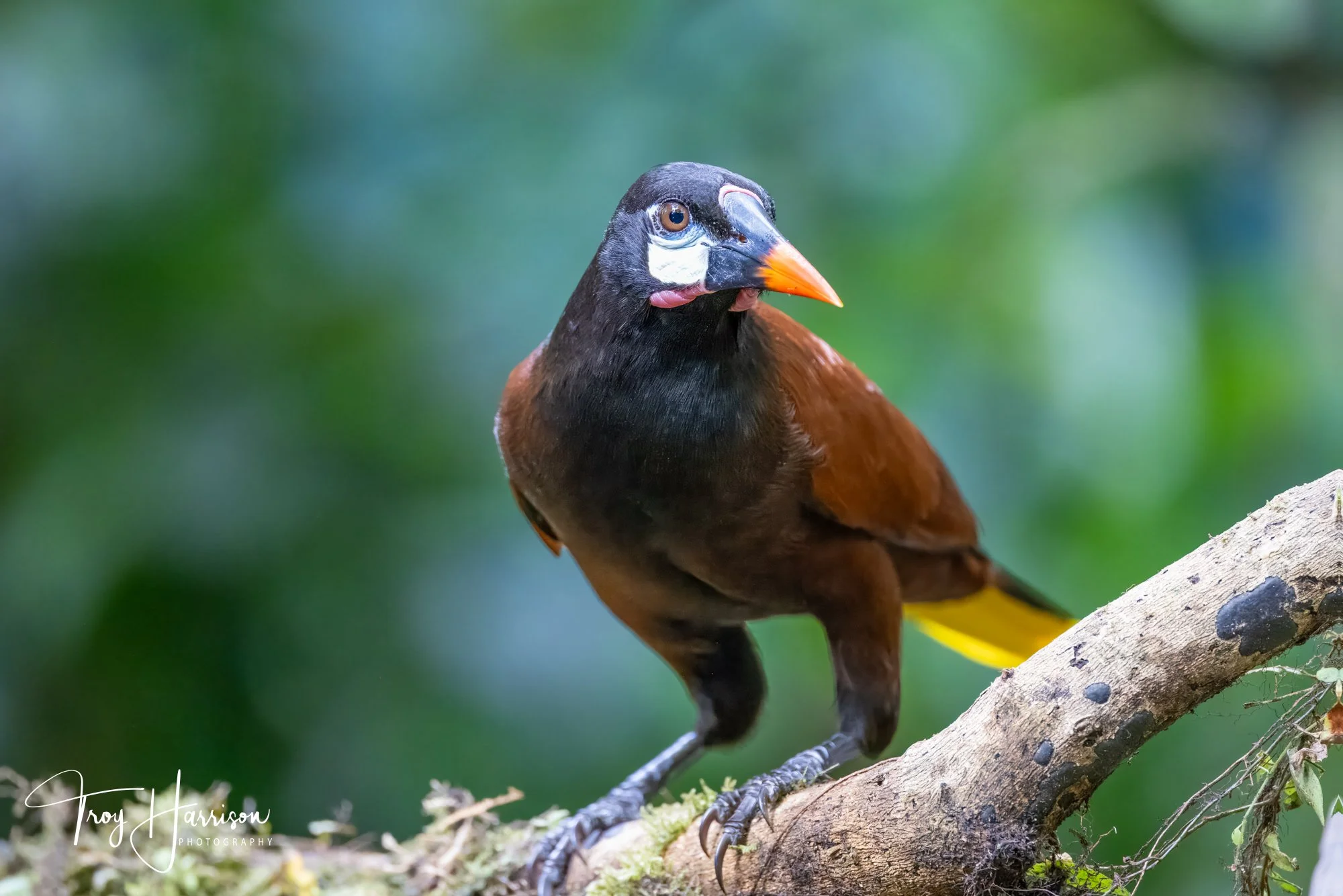 1 - Montezuma Oropendola, Costa Rica 2024, img 1493.jpg