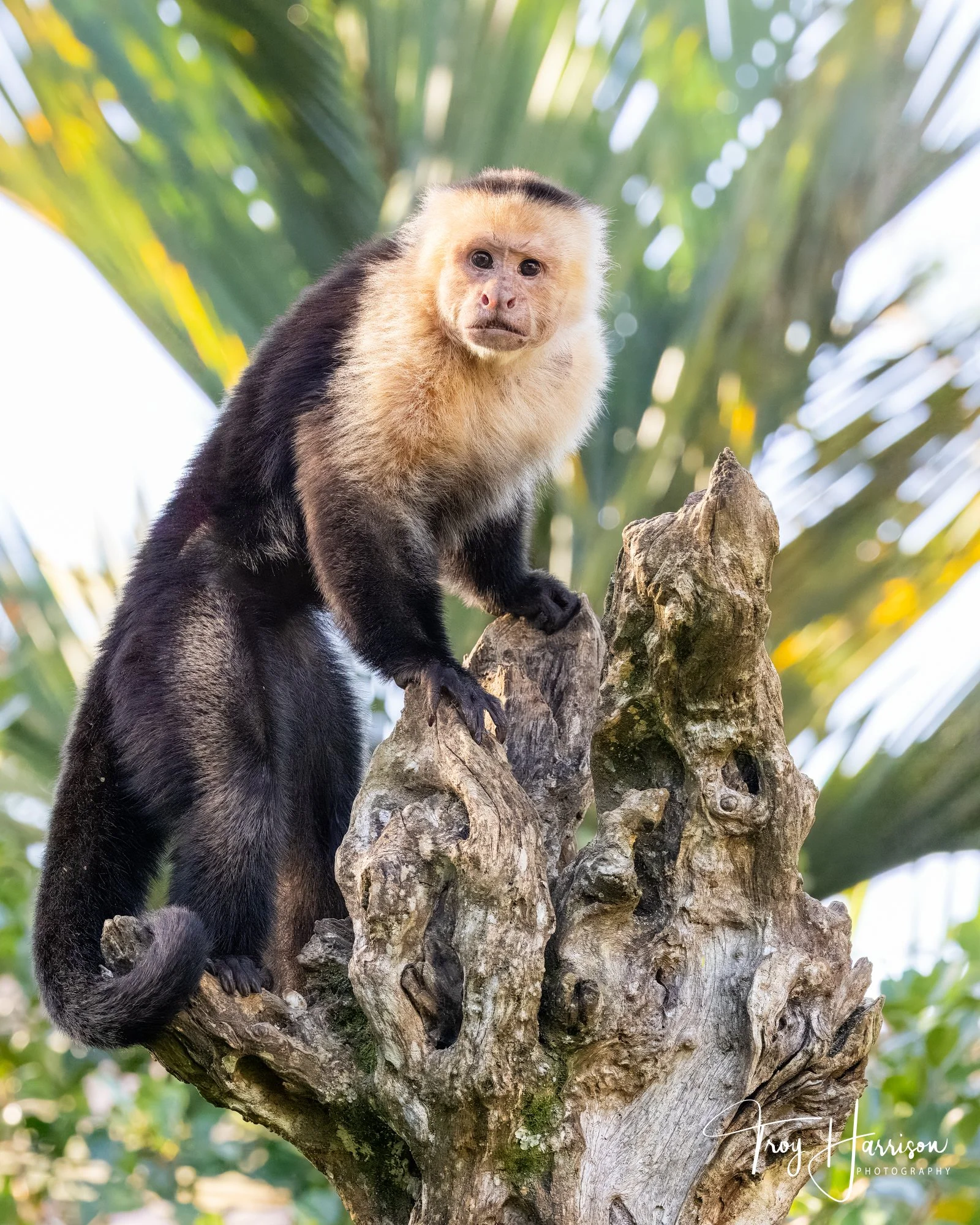 1 - Capuchin Monkey, Costa Rica 2024, img 0653.jpg
