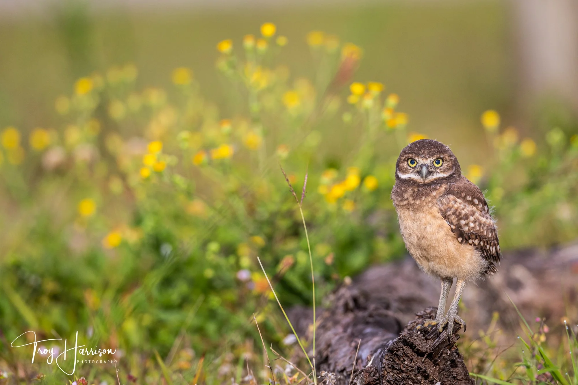 1 - Burrowing Owl Chick, Florida 2019, img 3295.jpg
