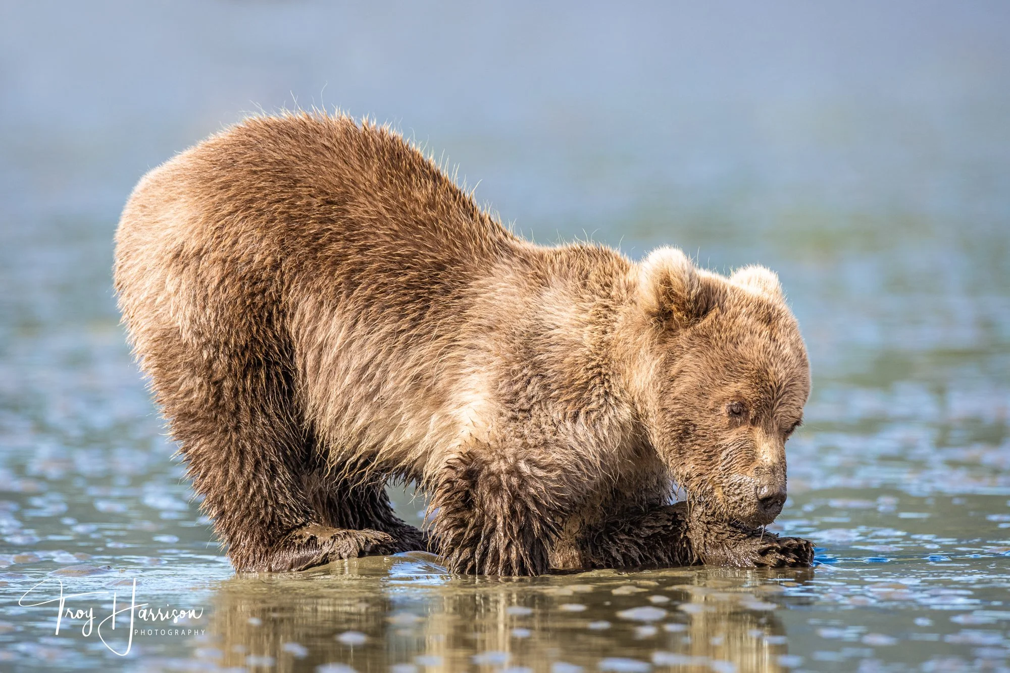1 - Brown bear, Alaska 2021, img 4573.jpg