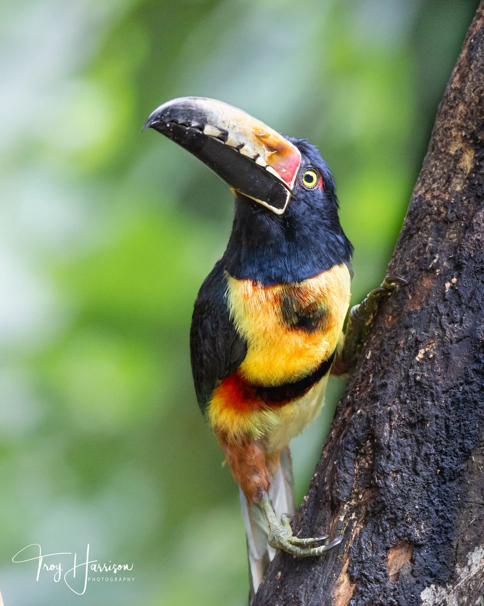 1 - Collard Aracari, Costa Rica 2024, img 8138.jpg