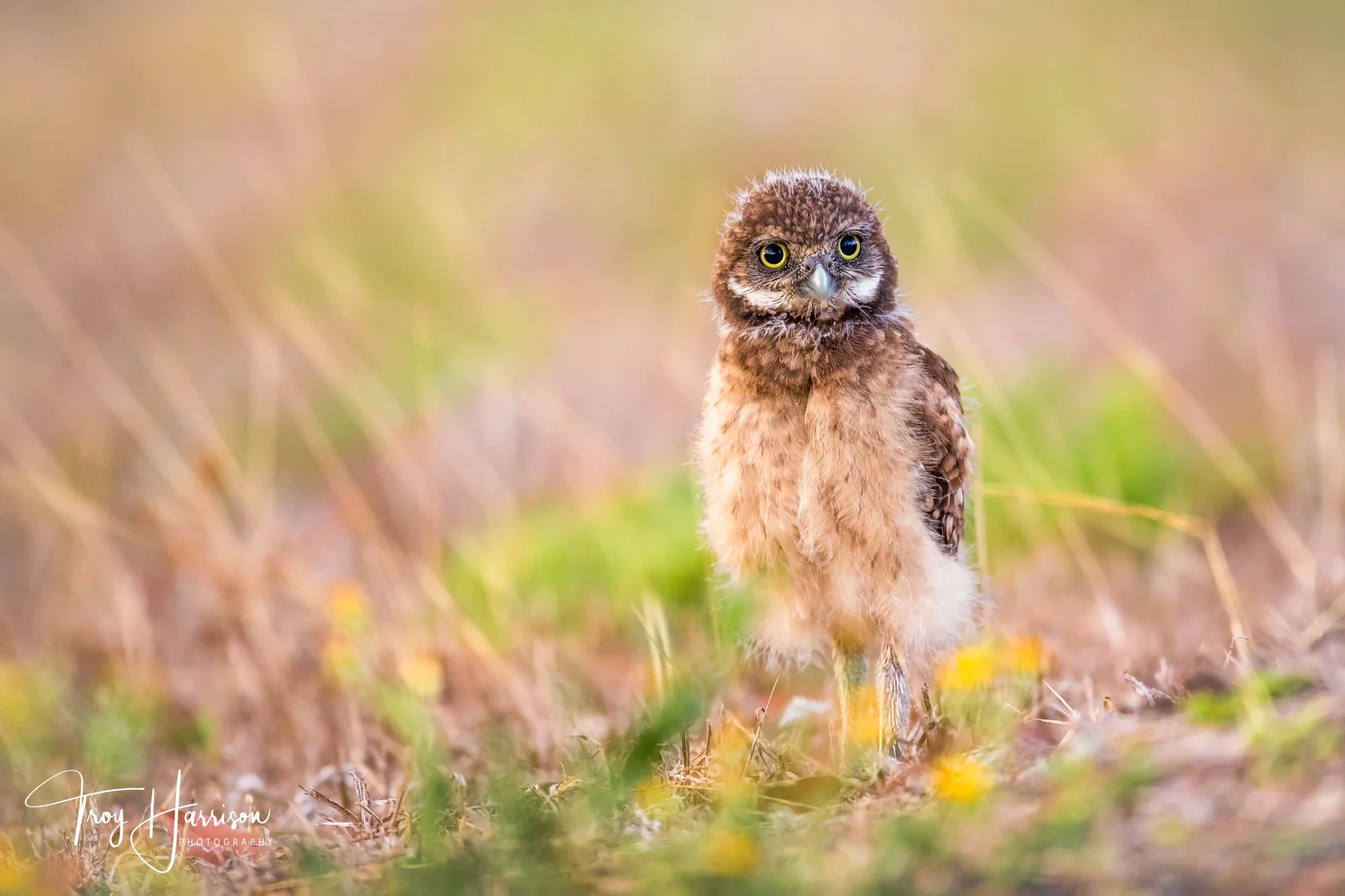 1 - Burrowing Owl Chick, Florida, April 2017, img 568.jpg