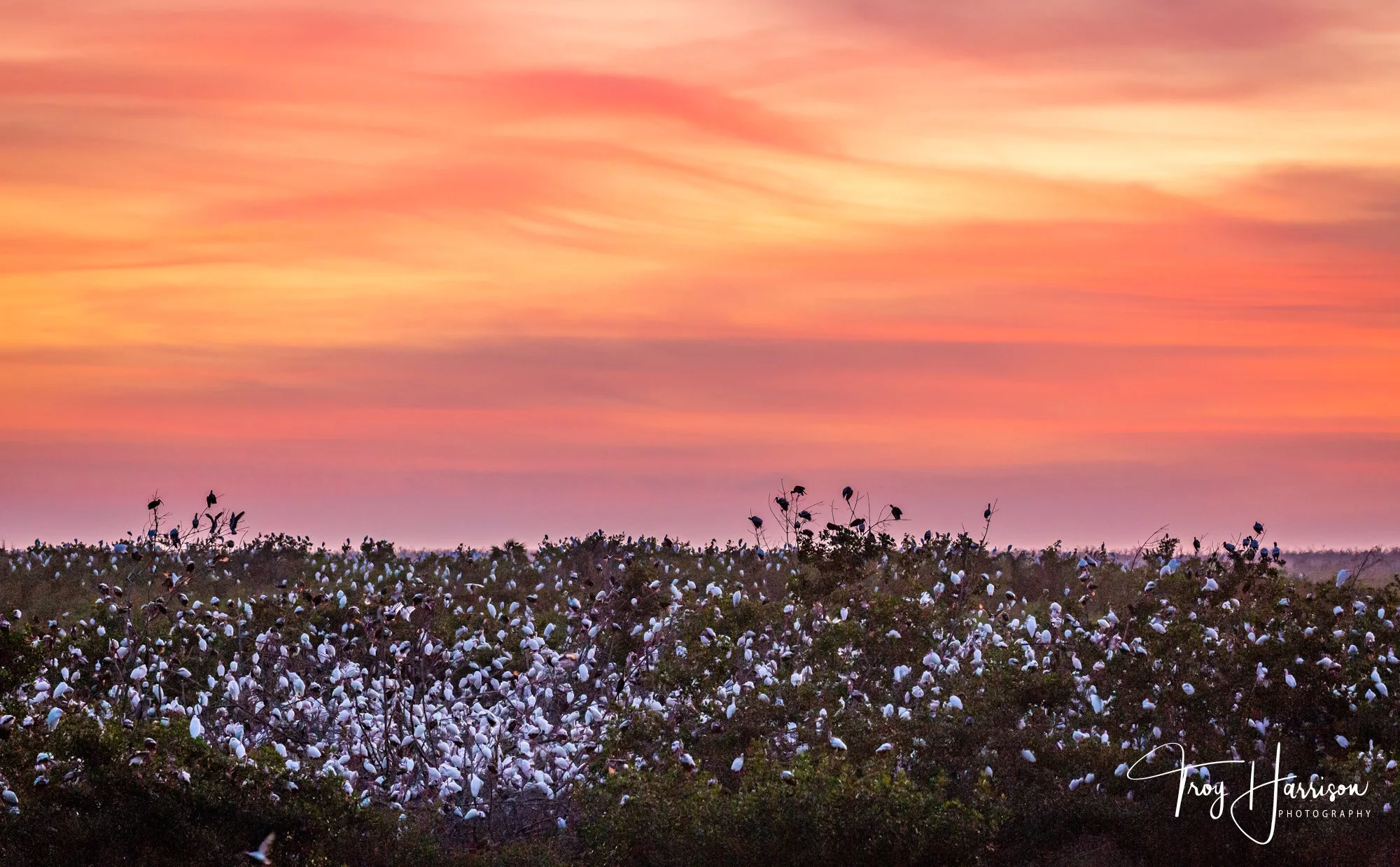 1 - Birds, Everglades, Dec. 2018, img 2262.jpg