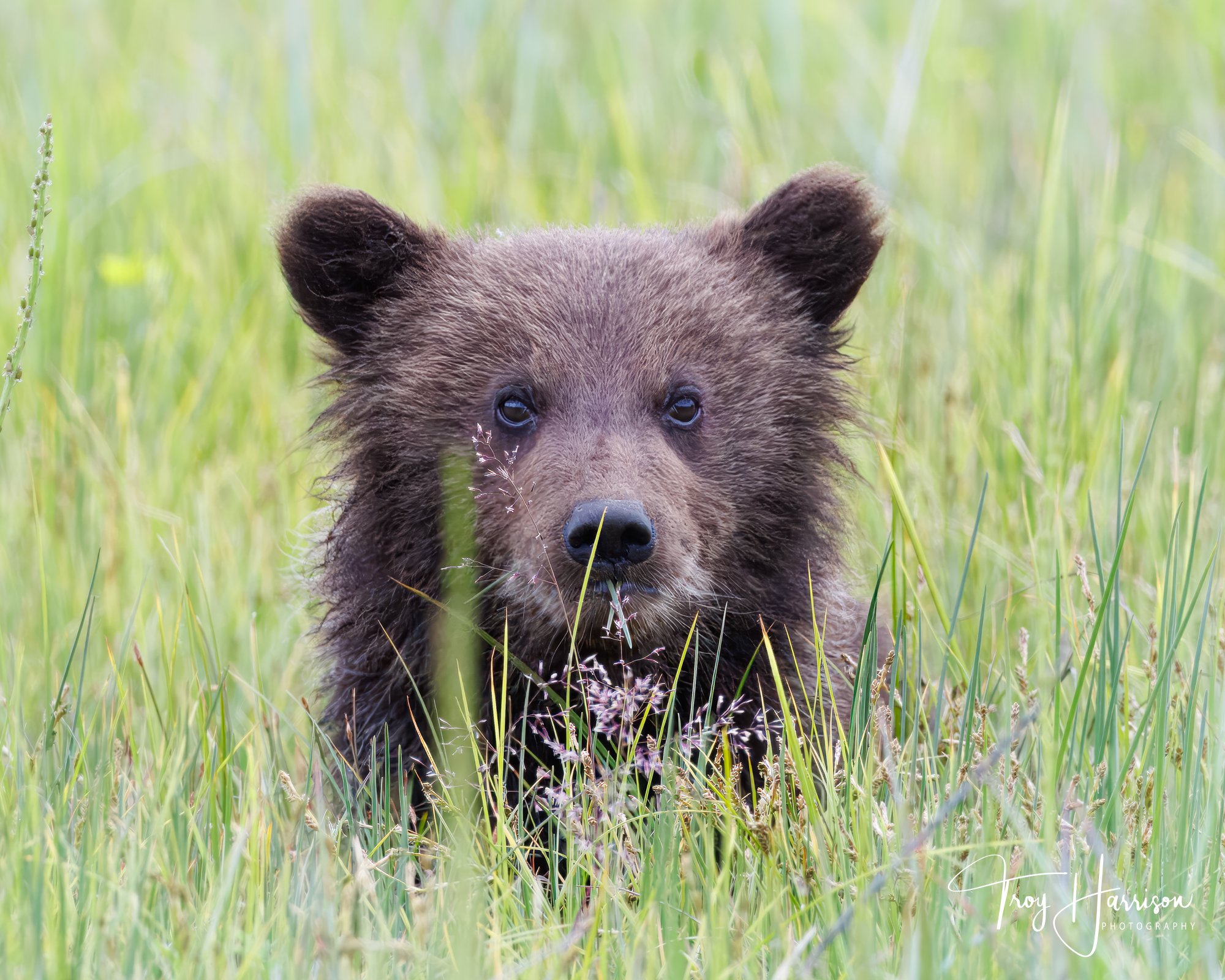1 - Brown Bears, Alaska 2022, img 3355.jpg