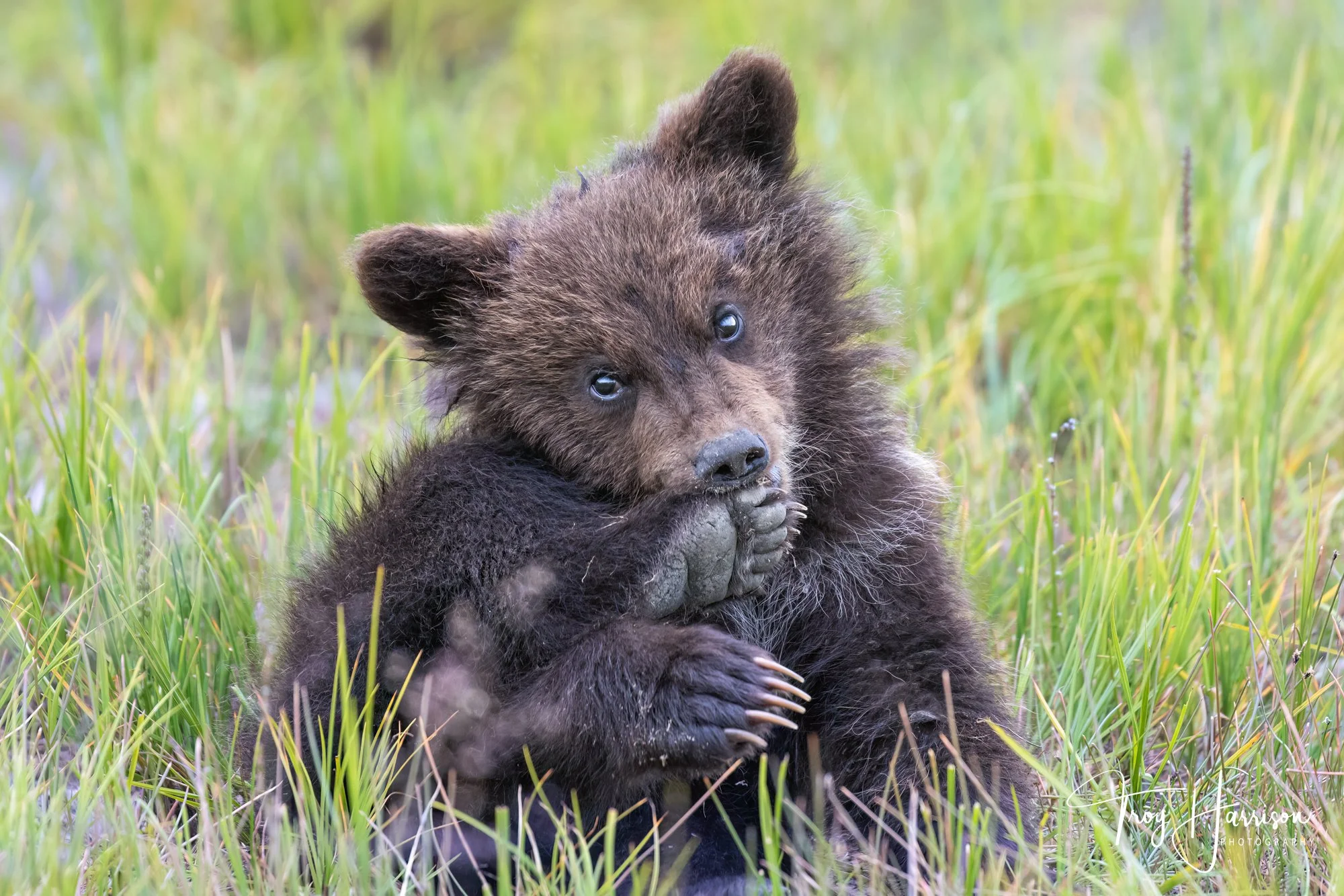 1 - Brown Bears, Alaska 2022, img 100-400 575.jpg