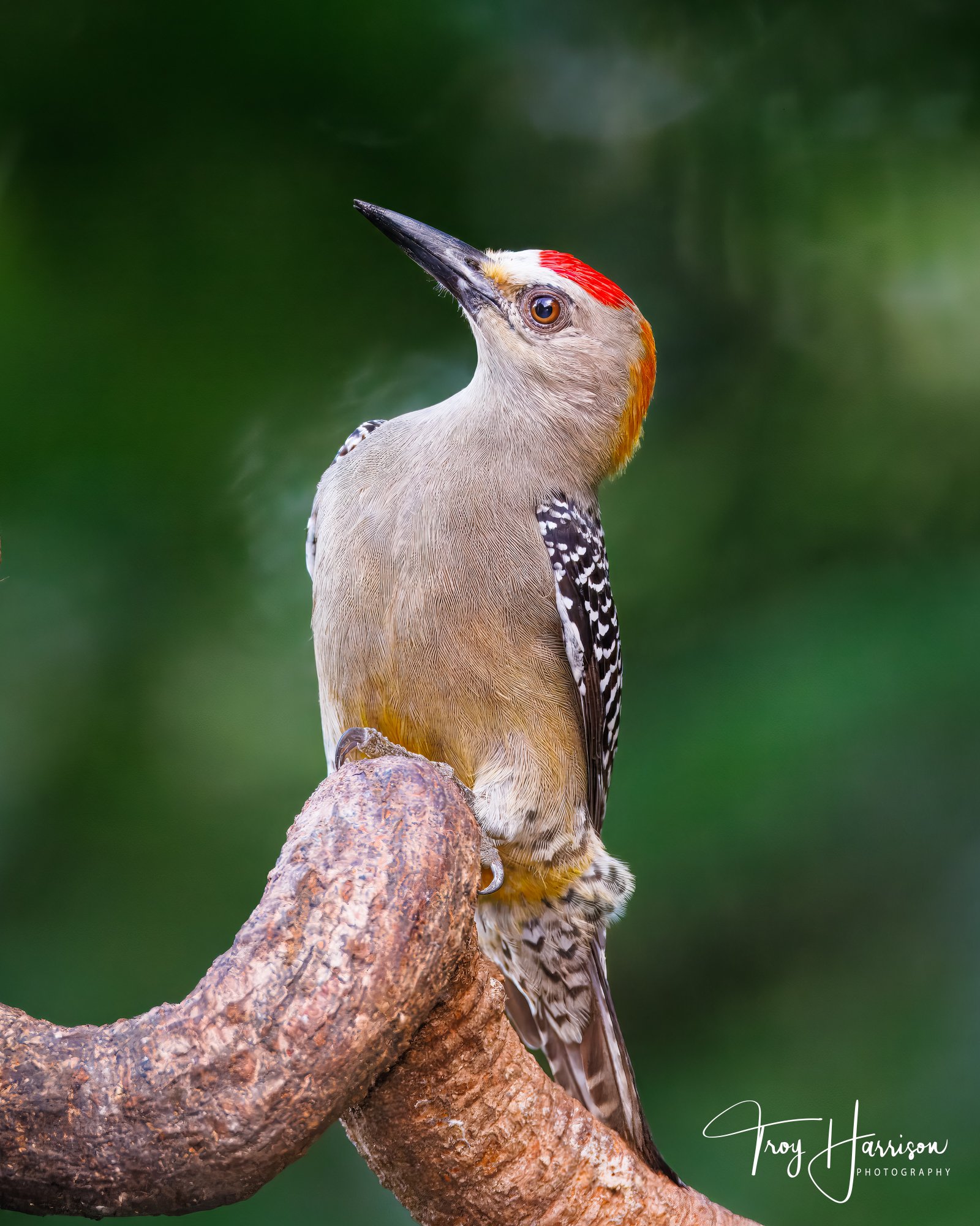 1 - Hoffman's Woodpecker, Costa Rica 2024, img 8444.jpg