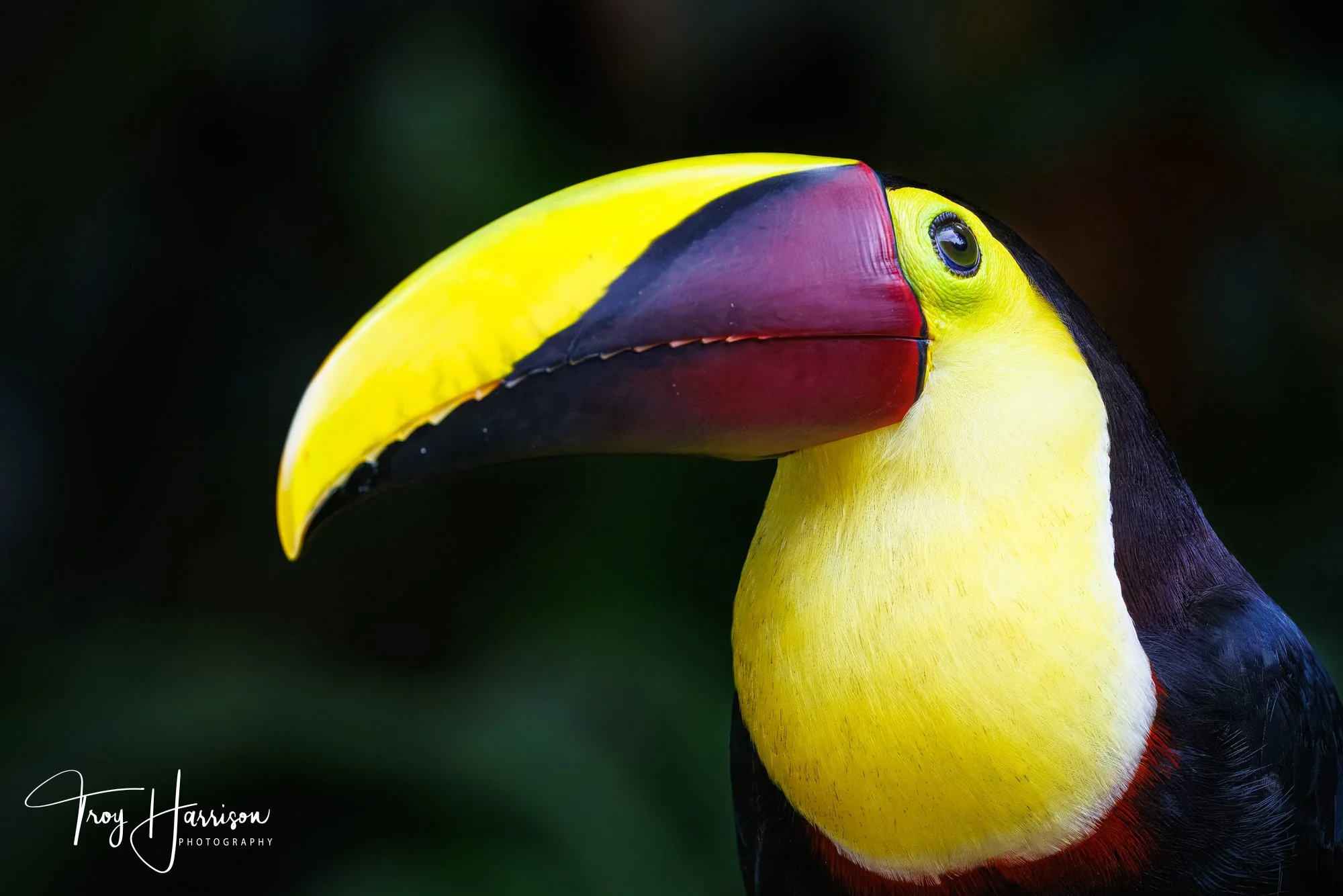 1 - Yellow-Throated Toucan, Costa Rica 2024, img 8051.jpg