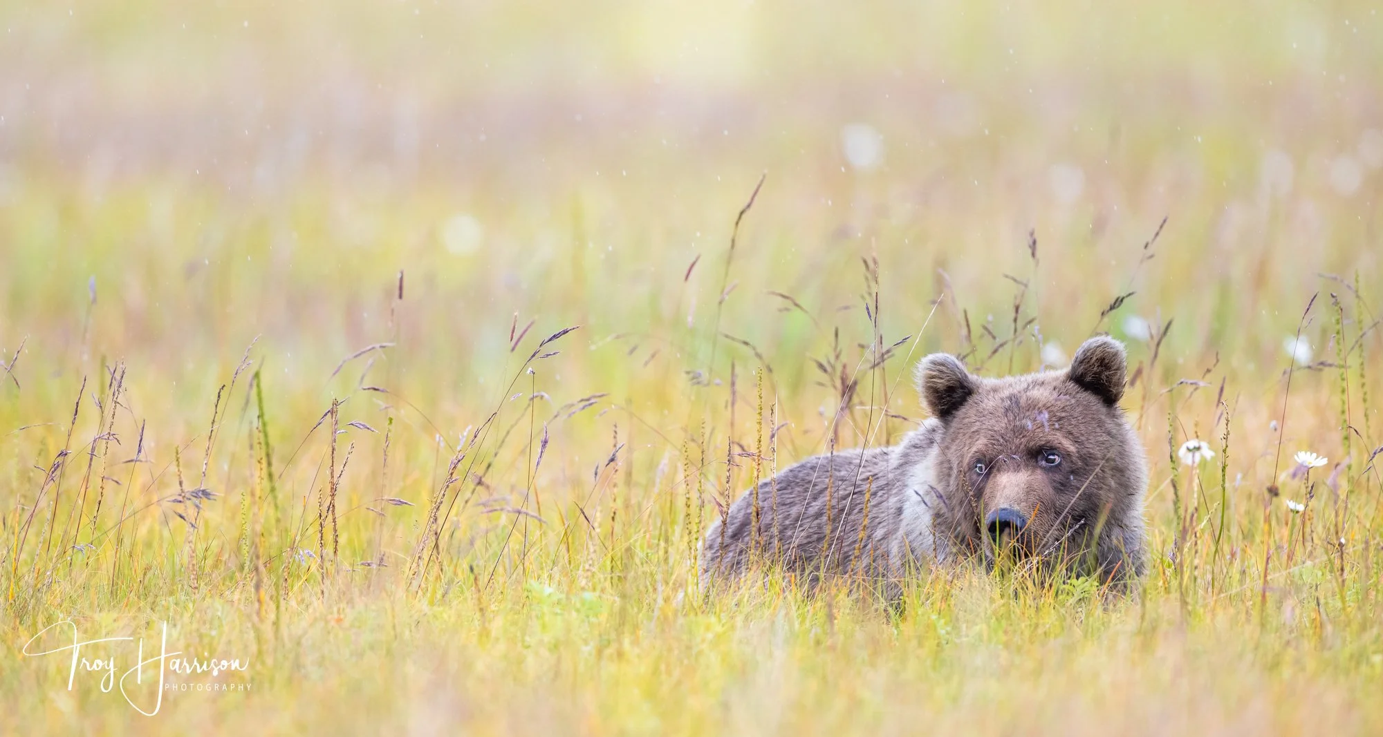 1 - Brown bear, Alaska 2021, img 2131.jpg