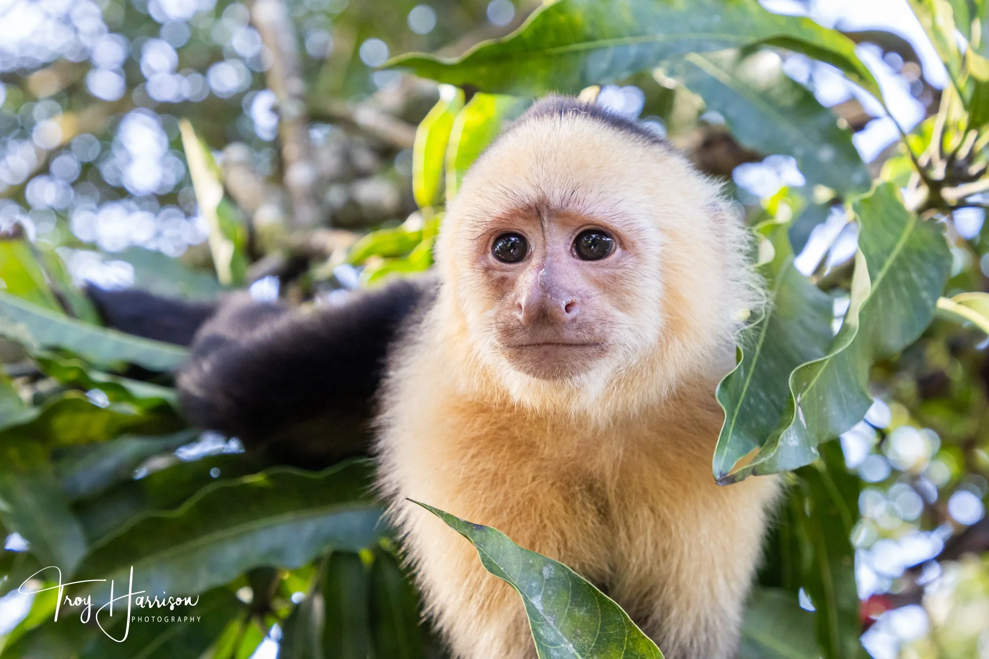 1 - Capuchin Monkey, Costa Rica 2024, img 600 (689).jpg