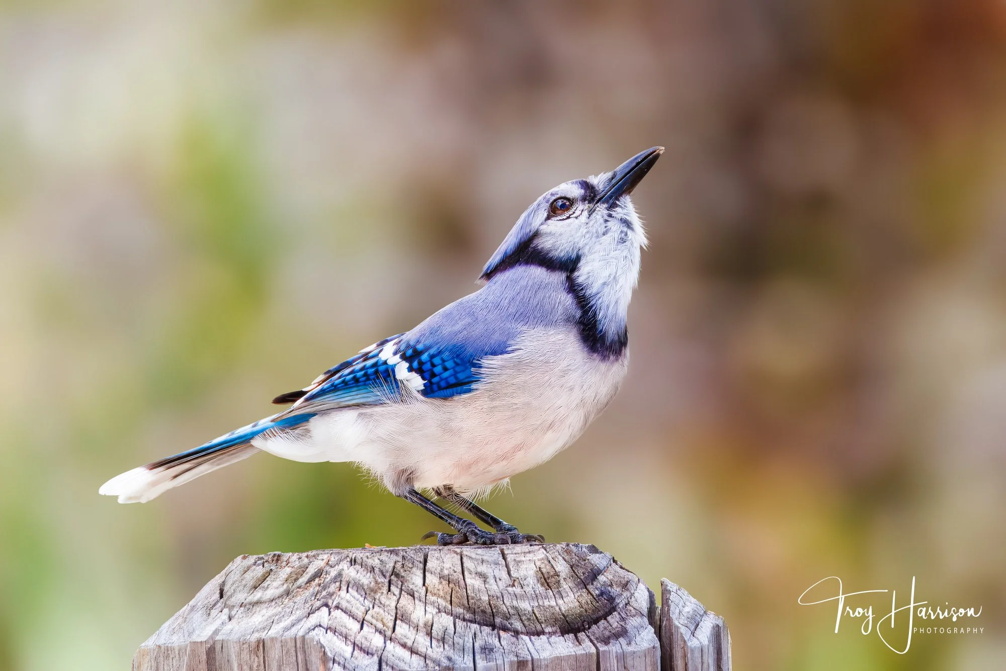 1 - Blue Jay, Everglades, Sept. 2024, img 7792.jpg