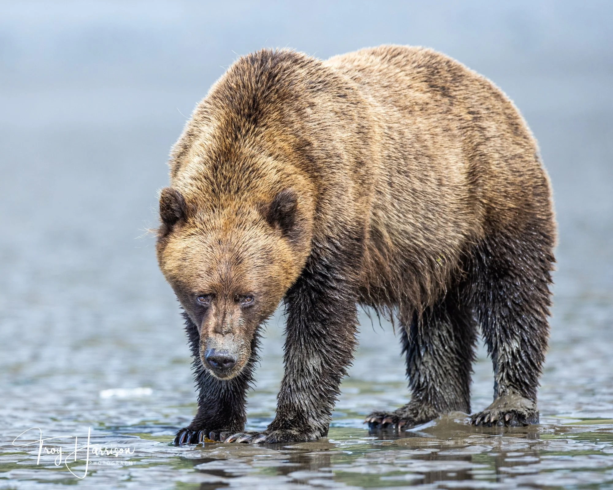 1 - Brown bear, Alaska 2021, img 4021.jpg