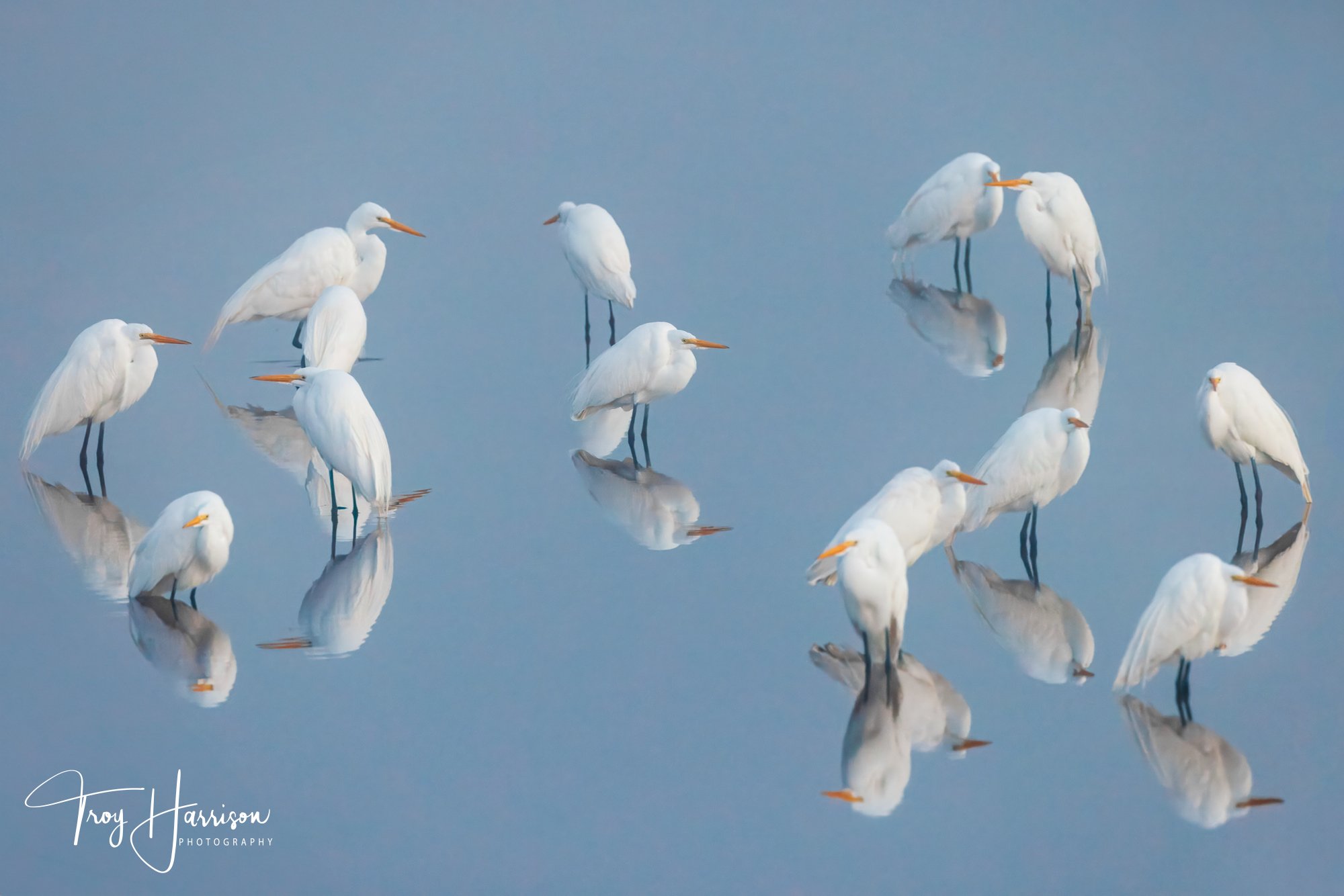 1 - Great Egrets, Everglades Feb. 2025, img 600 (182).jpg