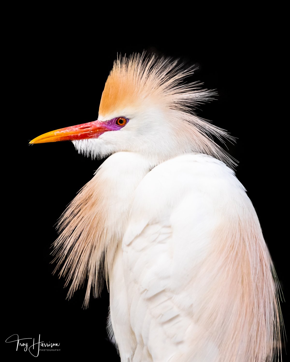 1 - Cattle Egret, Everglades, May 2019, img 3890.jpg
