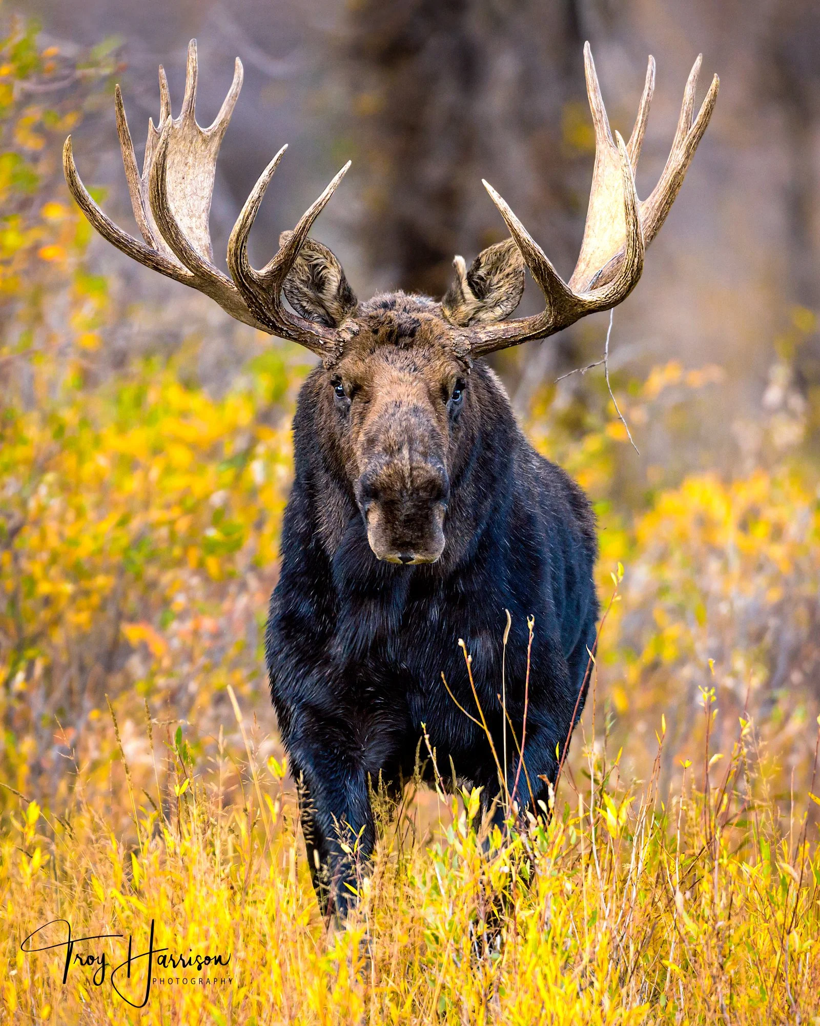 1 - Moose, GTNP Fall 2015, img 972.jpg