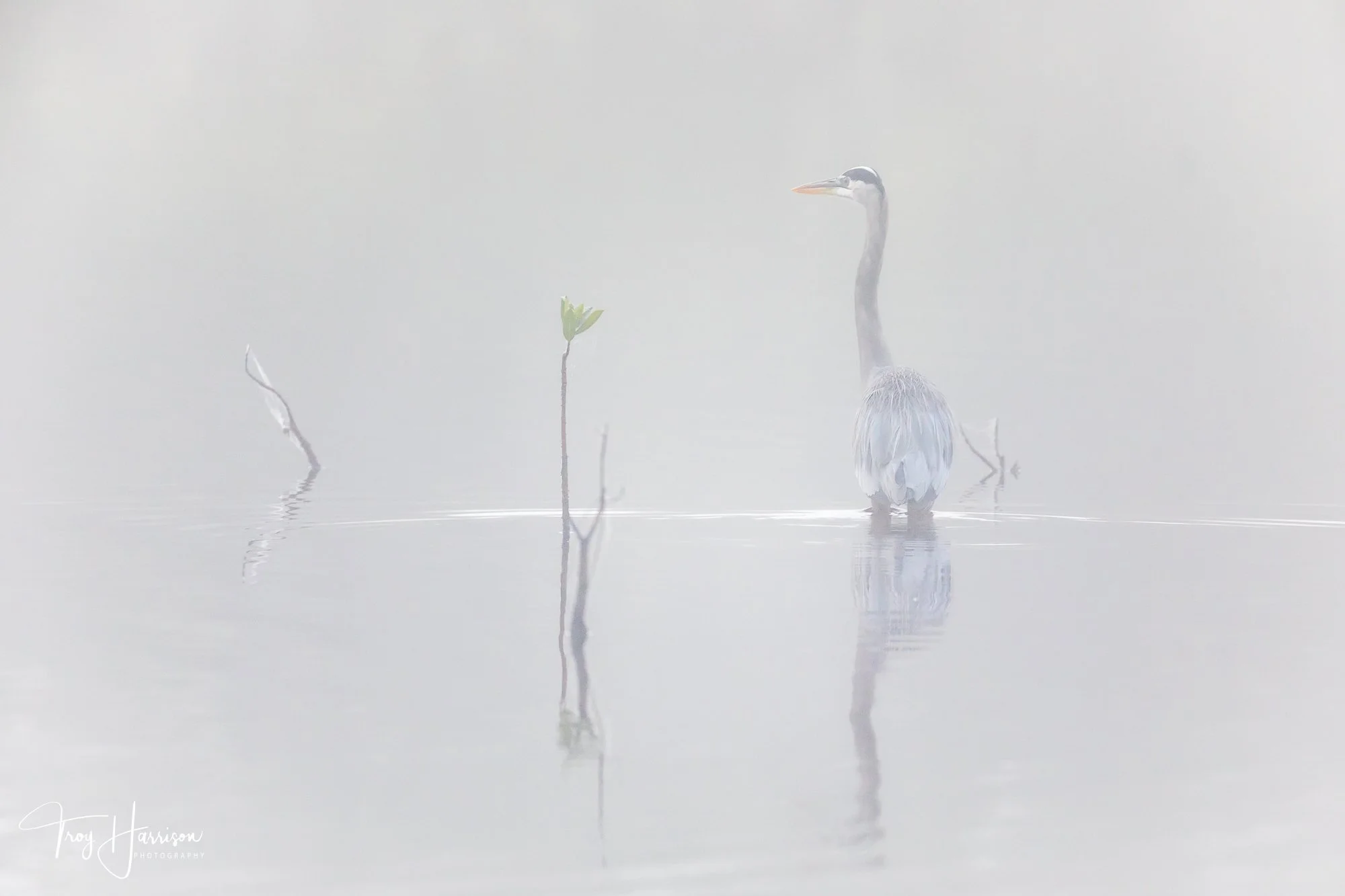 1 - Great Blue Heron, Everglades Dec. 2017, img 385.jpg