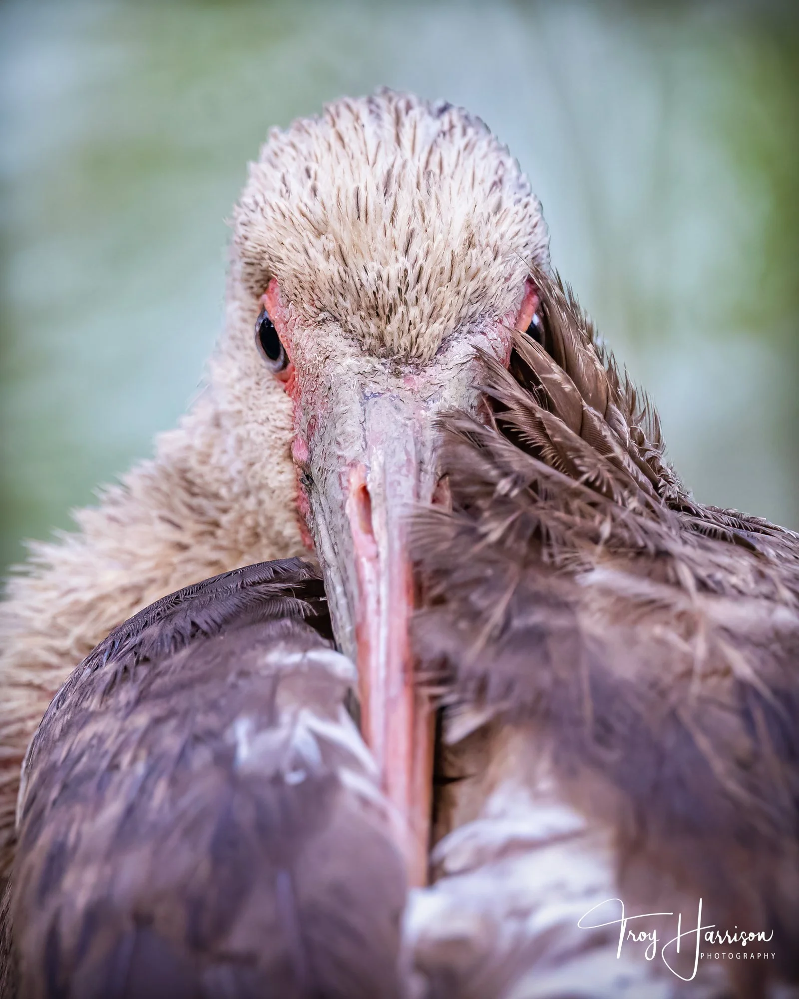 1 - Ibis, Everglades, April 2022, img 8738.jpg
