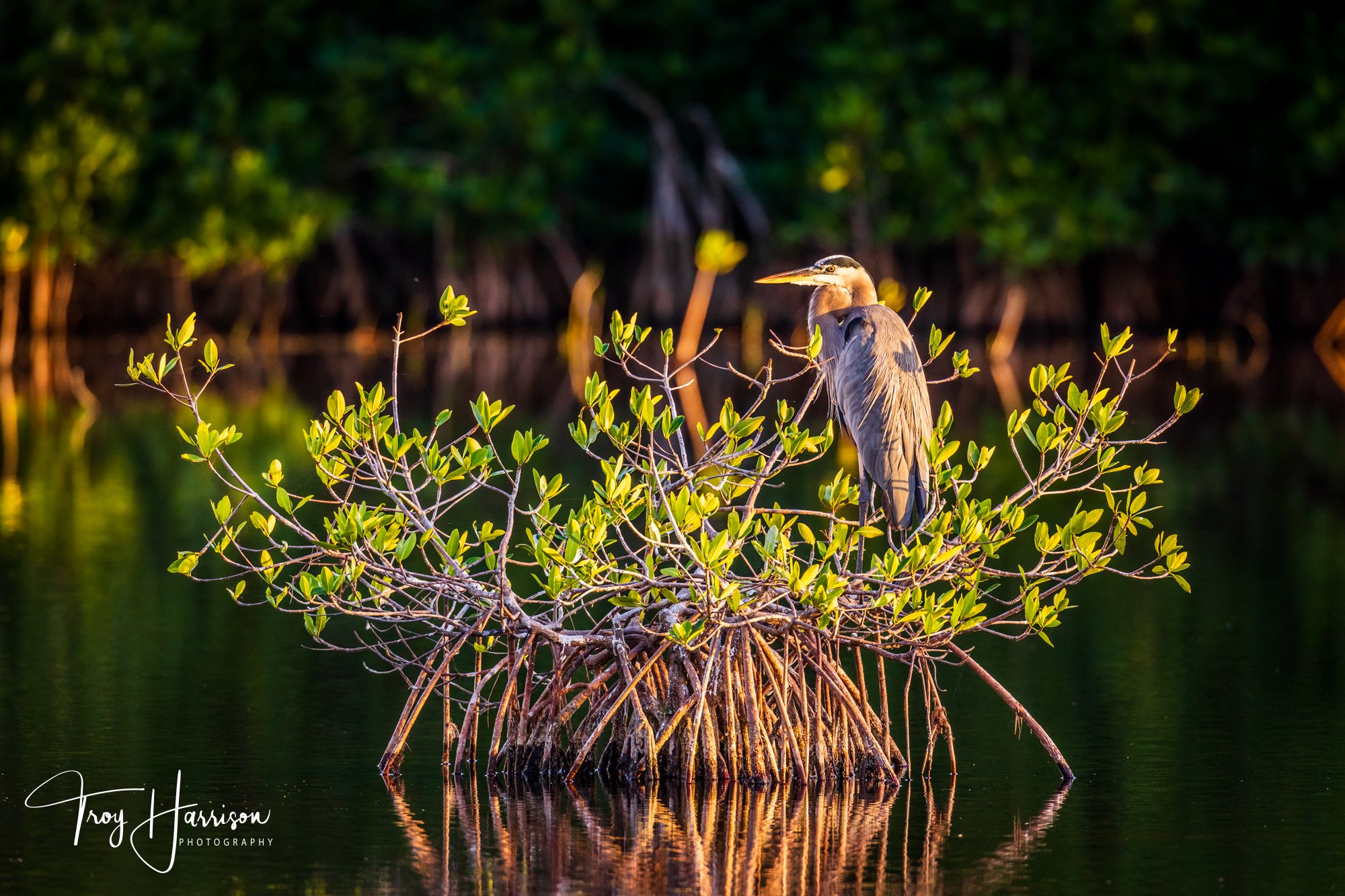 1 - Great Blue Heron, Everglades Dec. 2017, img 287.jpg