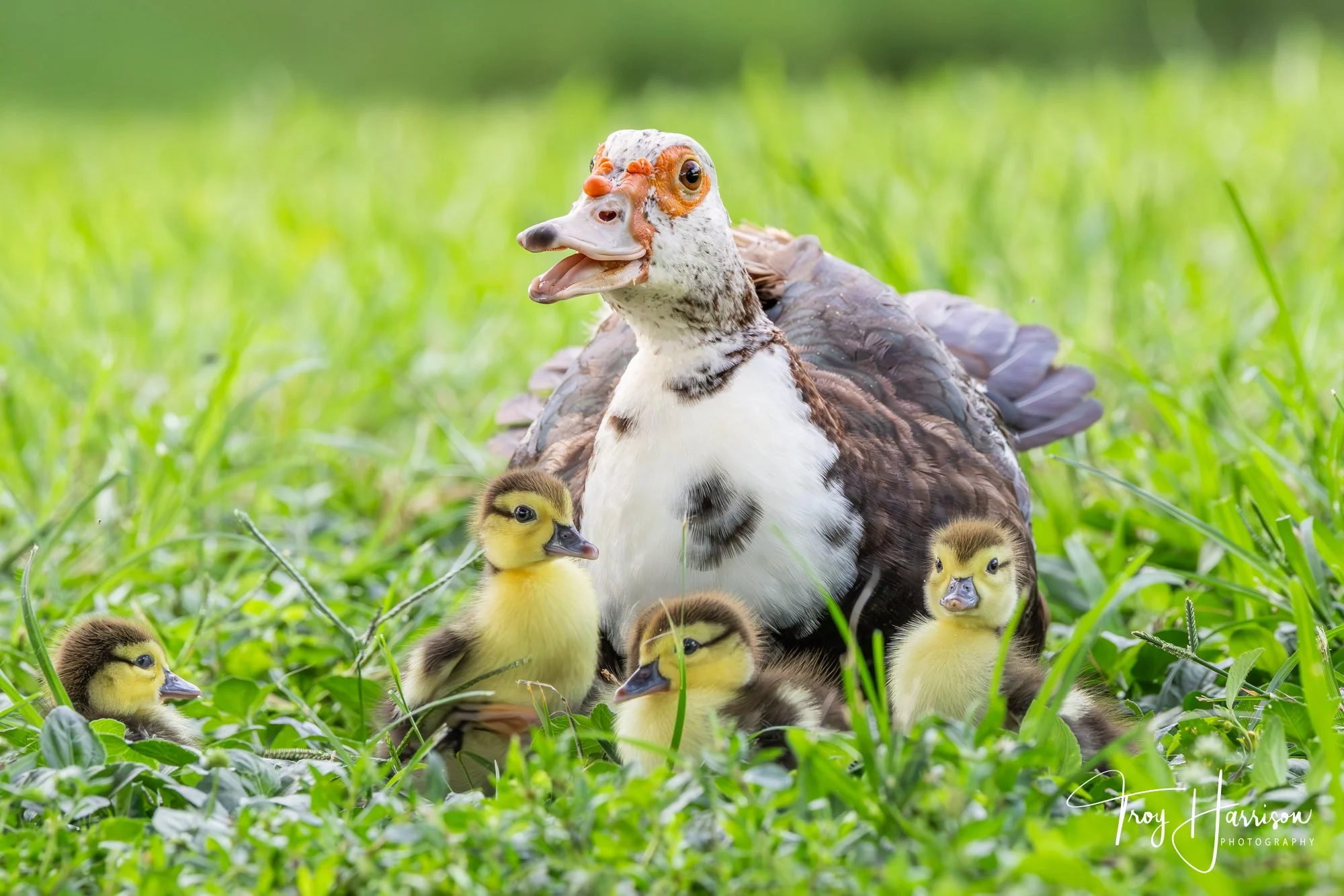 1 - Moscovy Duck, Everglades, Aug. 2025, img 2410.jpg