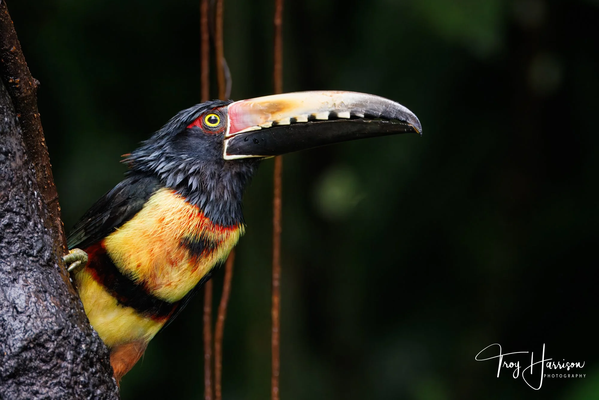 1 - Collard Aracari, Costa Rica 2024, img 8974.jpg