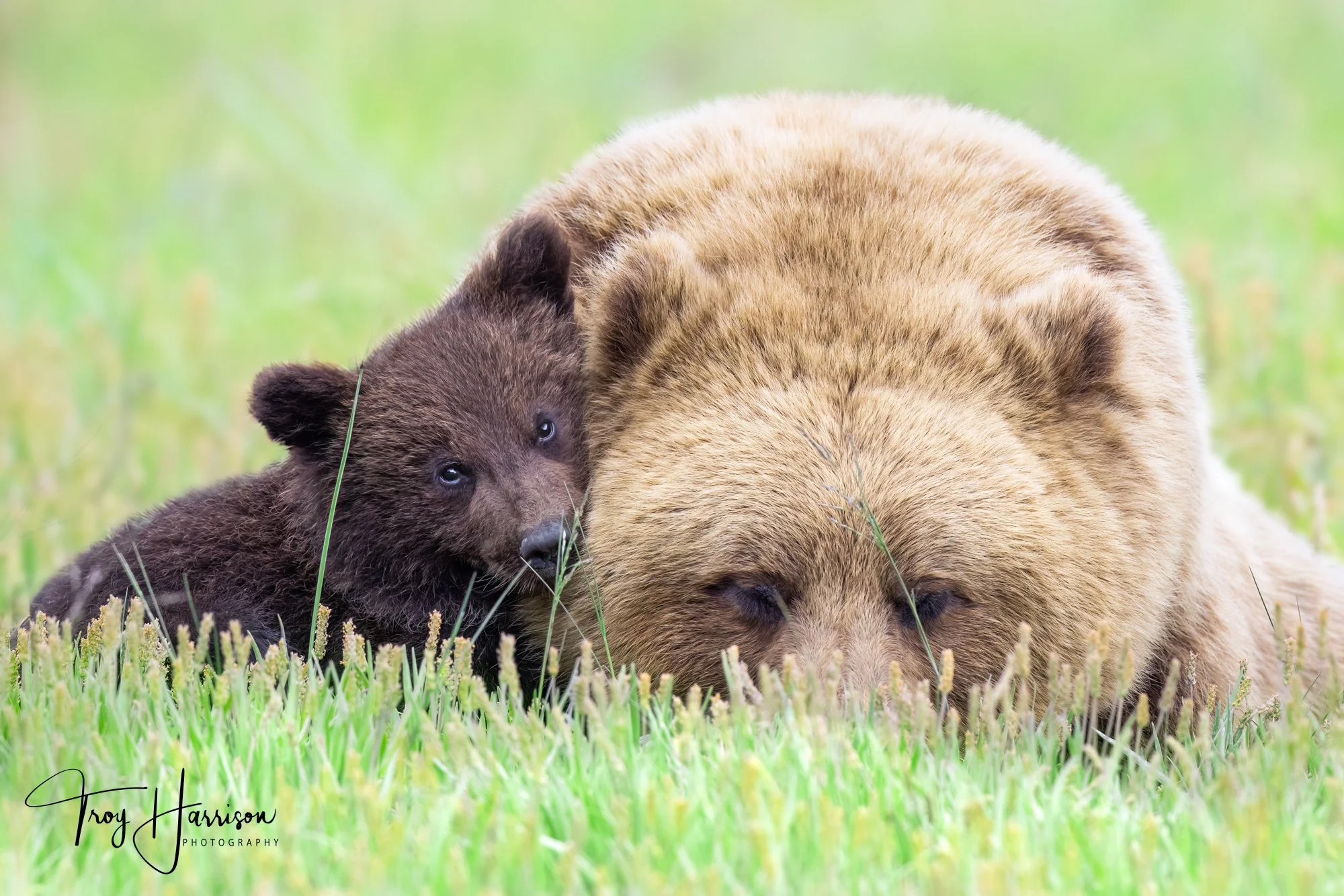 1 - Brown Bears, Alaska 2022, img 5254.jpg